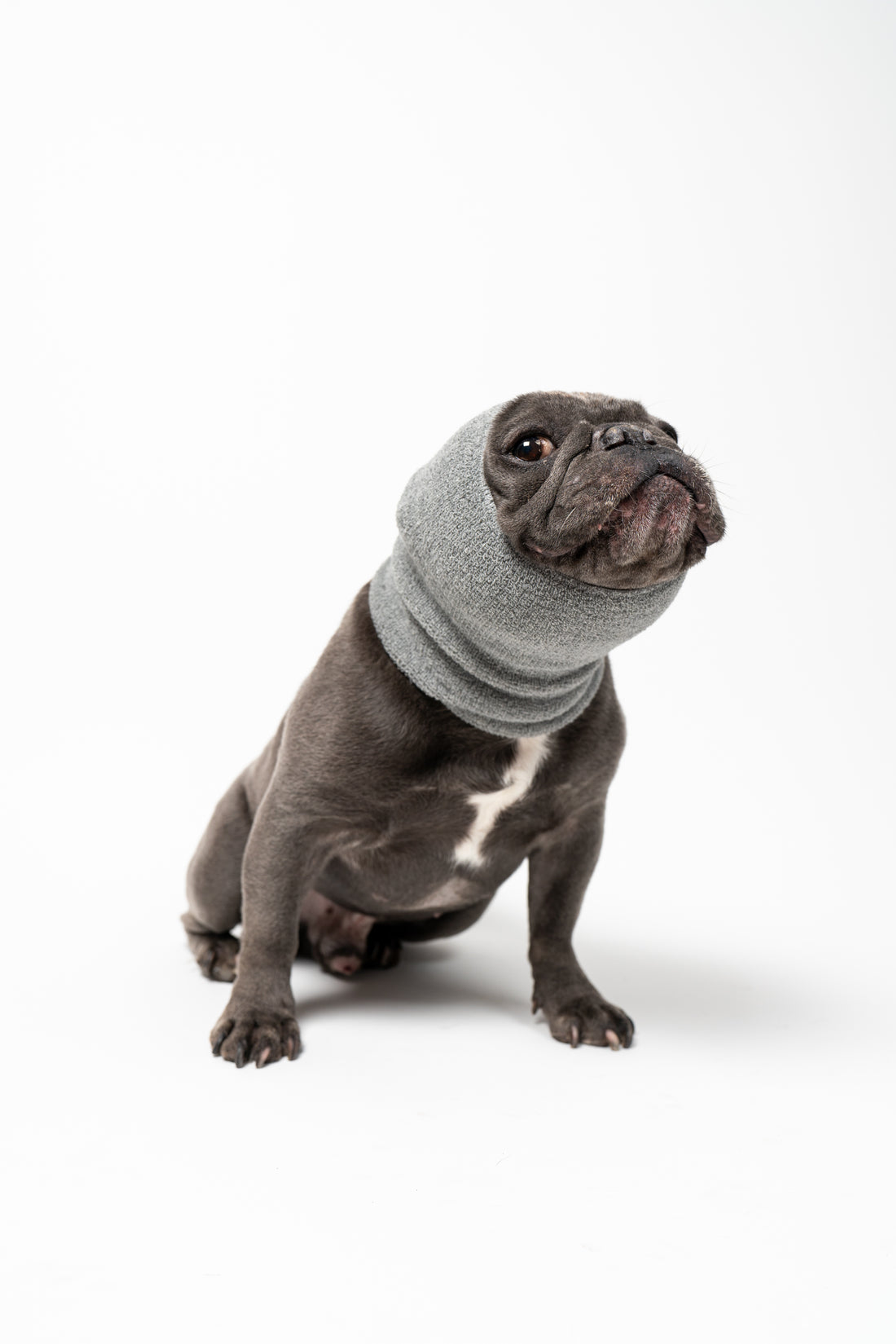 PET HOODZ DOG HOODIES FOR ANXIETY Image 1