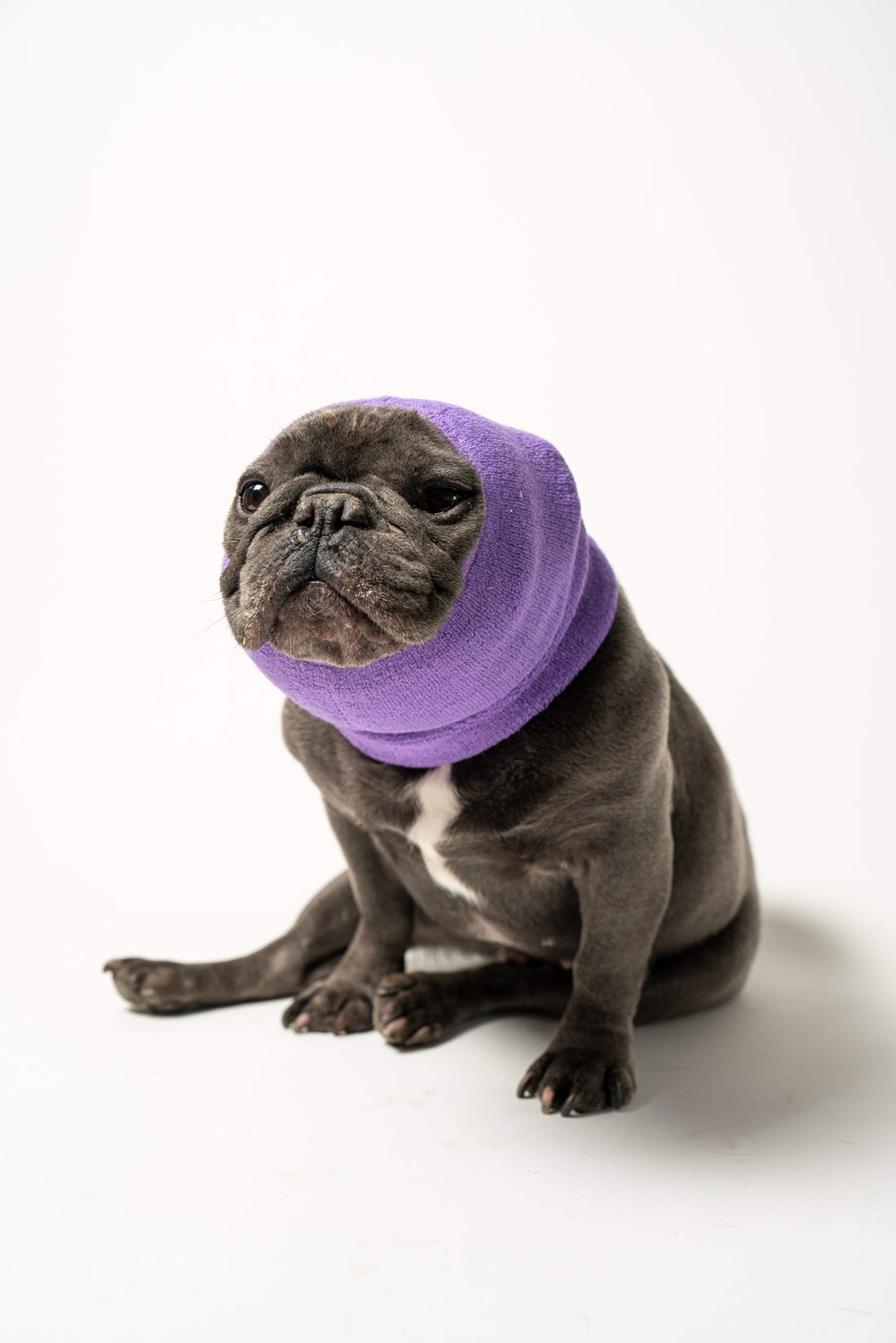 PET HOODZ DOG HOODIES FOR ANXIETY Image 1