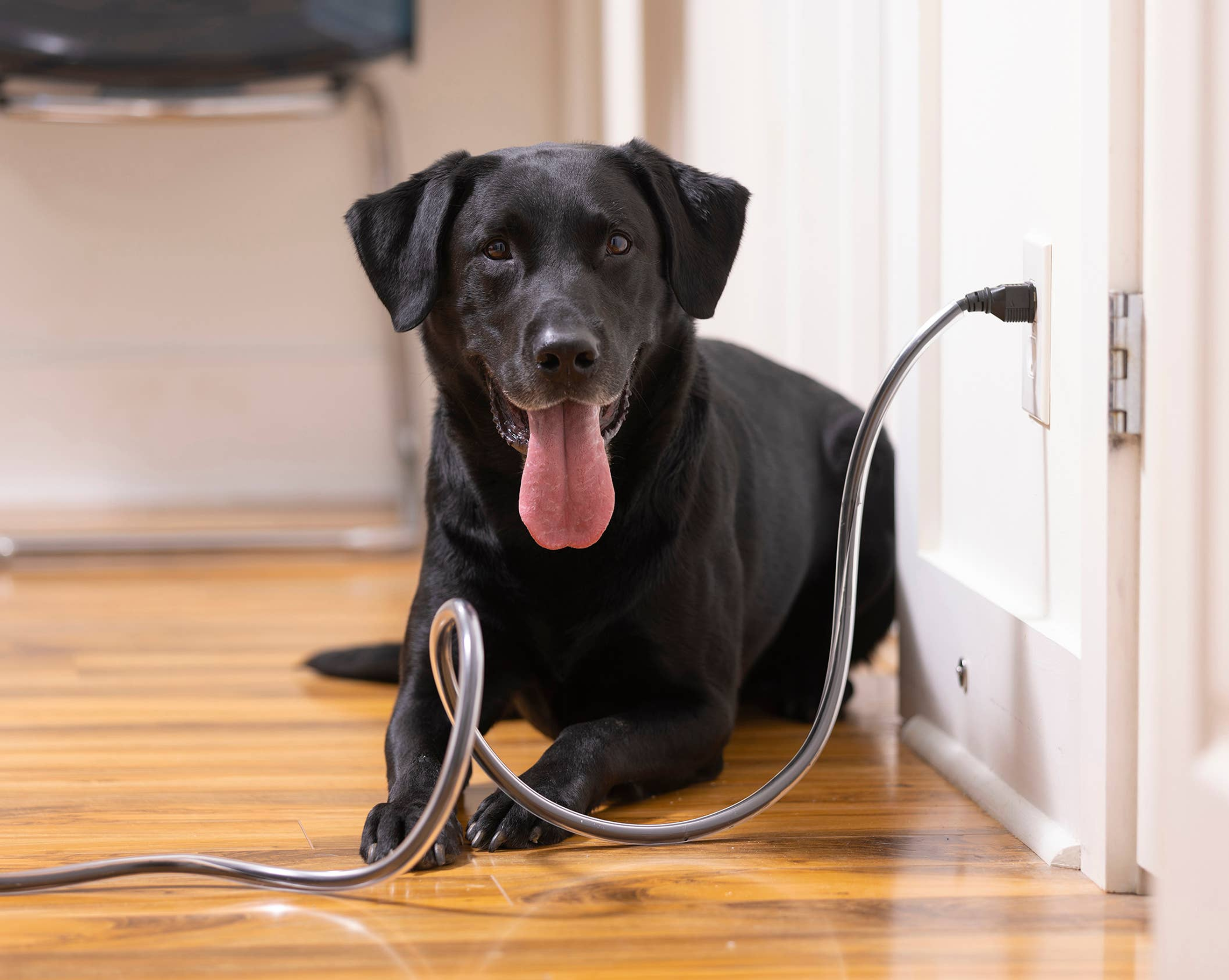 PETCORDS HEAVY DUTY 8FT CORD PROTECTOR FOR PETS MADE IN USA Image 1