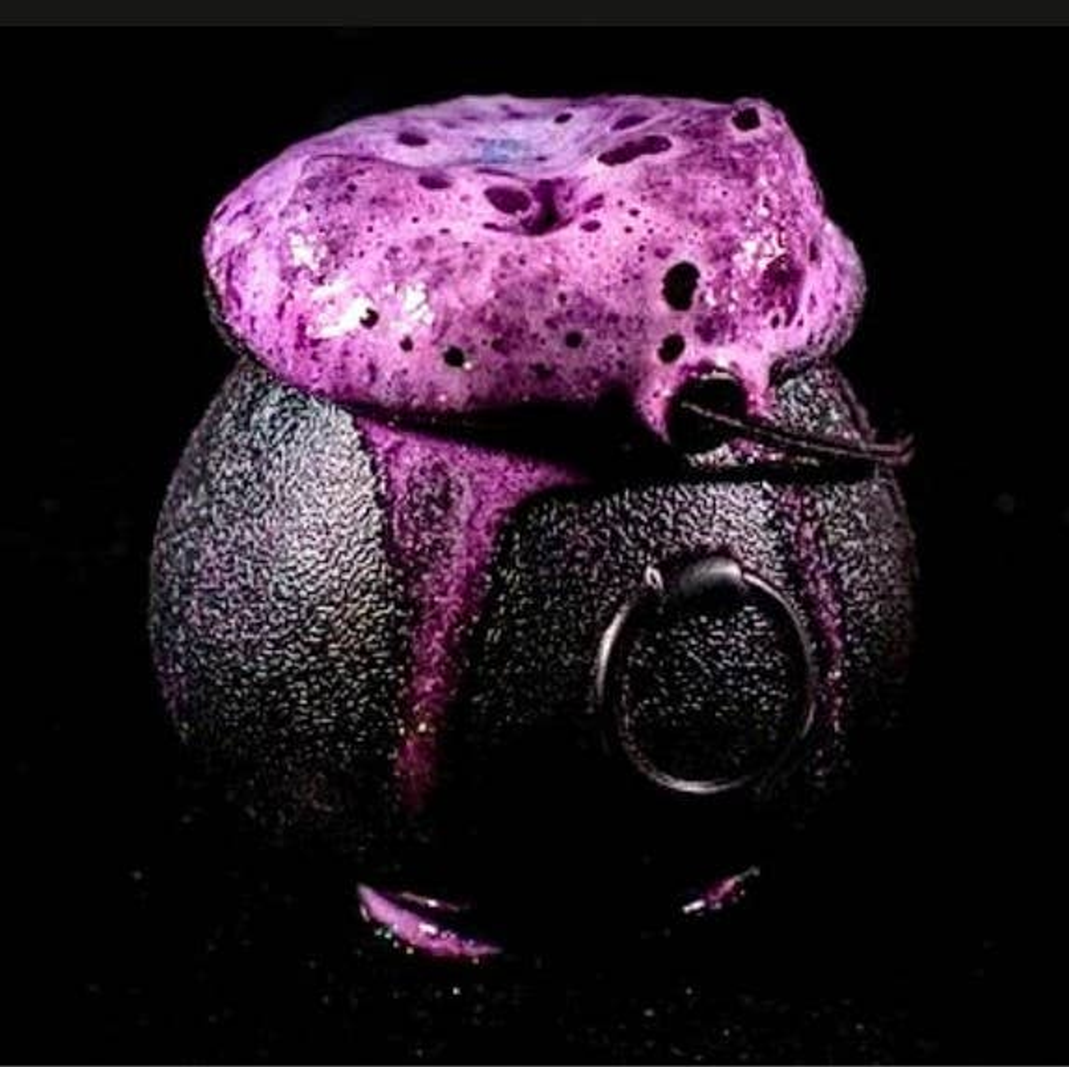Bath Bombs Seasonal Fall Halloween Cauldron 6 oz Pumpkin Spice Witches Brew 4 oz Sugar Cookie Spider Donut 5.5 oz Peach Candy Corn 4.5 oz Orange Blast Monster Poop 6 oz Fruity Fizzy Golden Owl 5.5 oz Sugar Cookie Franken Sid 5 oz Green Apple