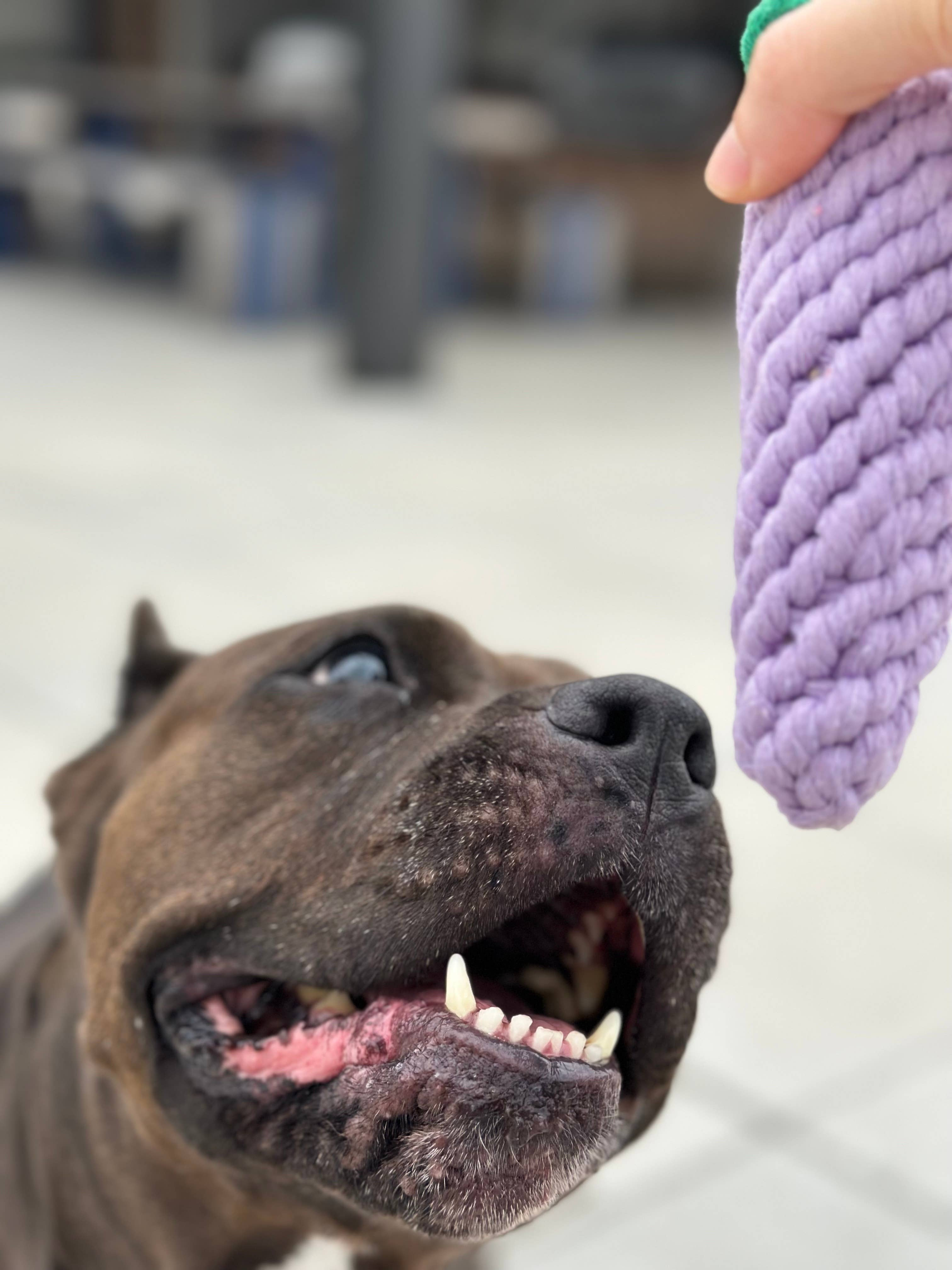 Handmade Sustainable Eggplant Rope Chew Toy For Puppies Image 1