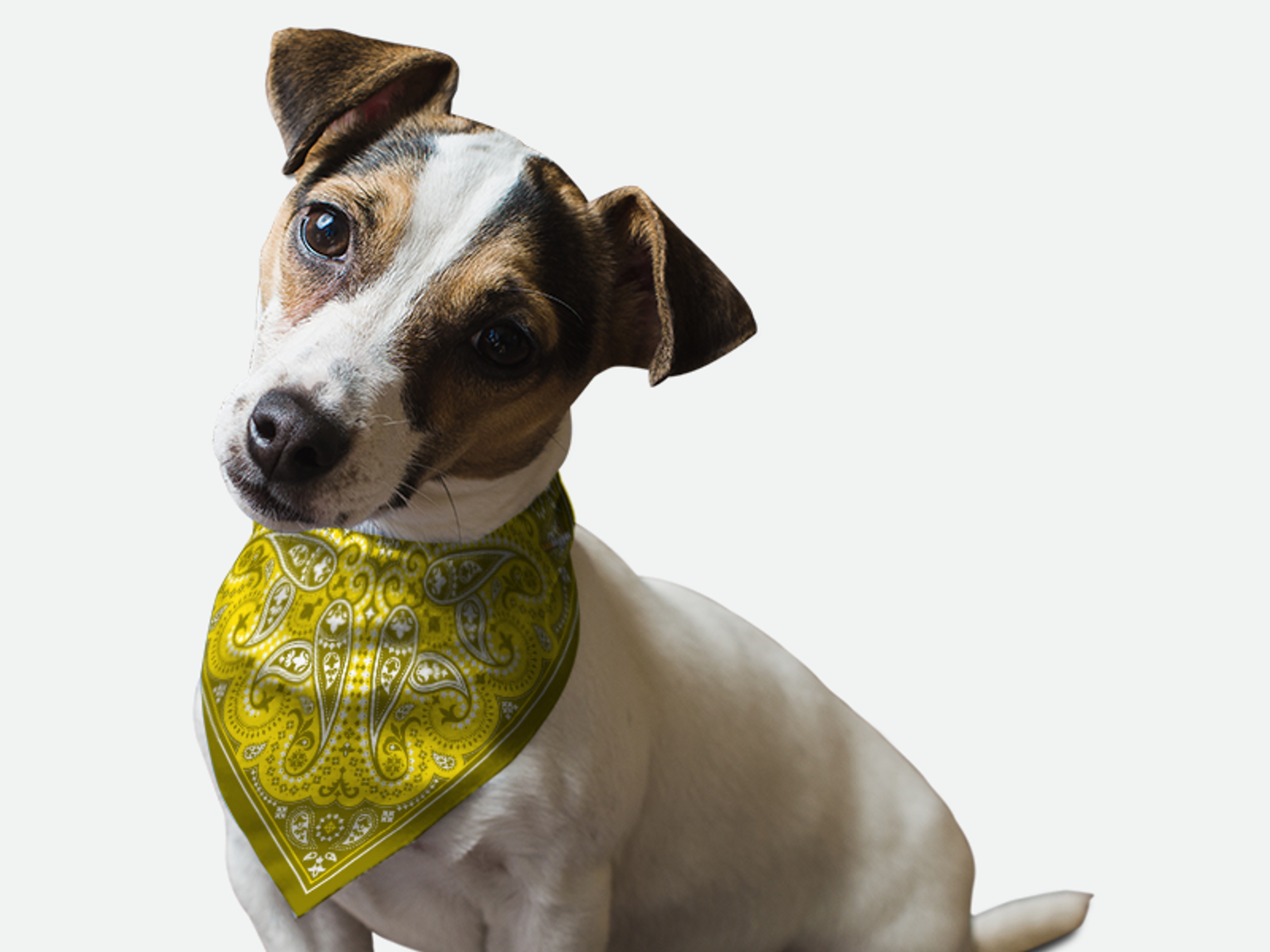 Yellow Paisley Image 1