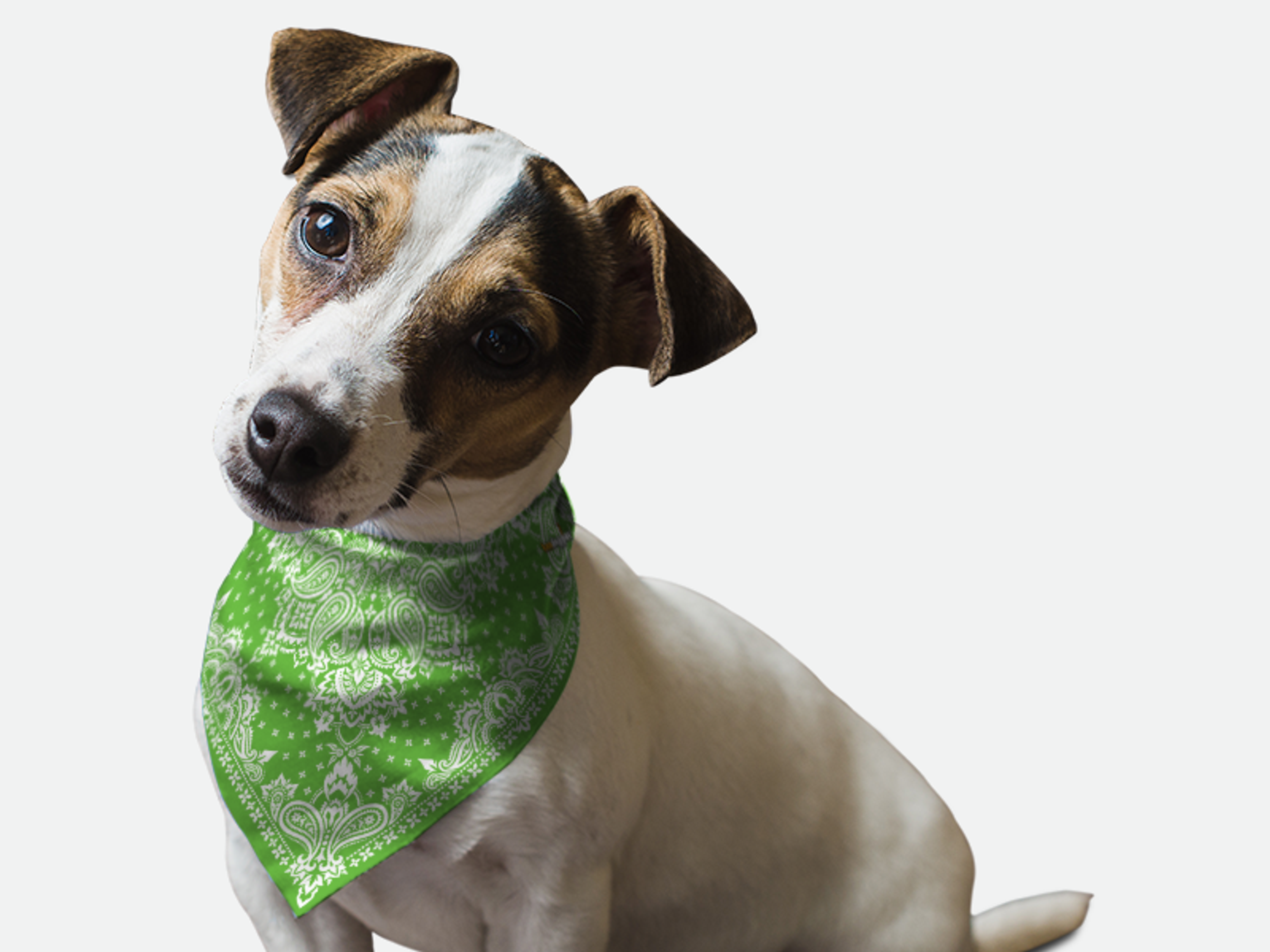 Kelly Green Paisley Image 1