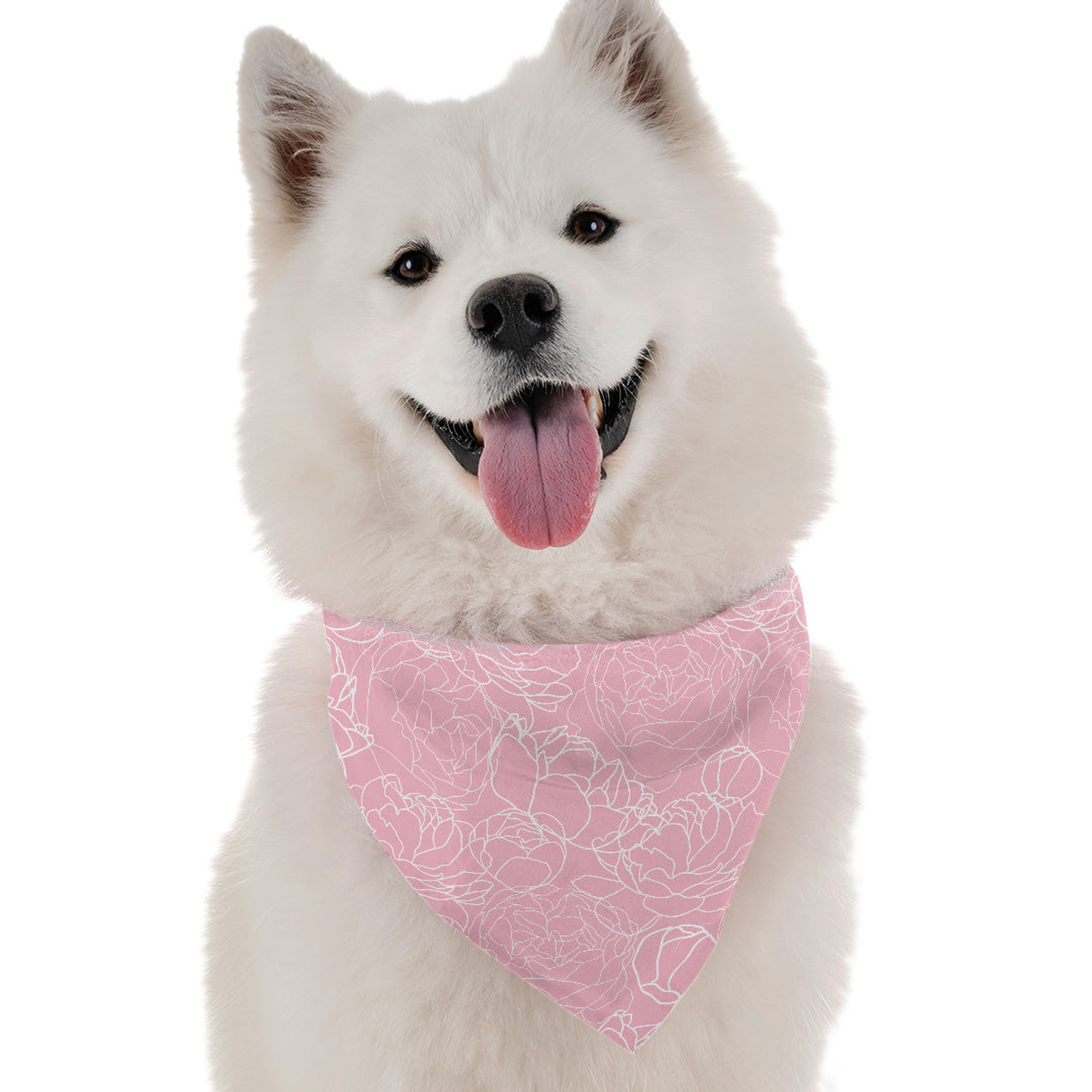 Pink Carnation Image 1