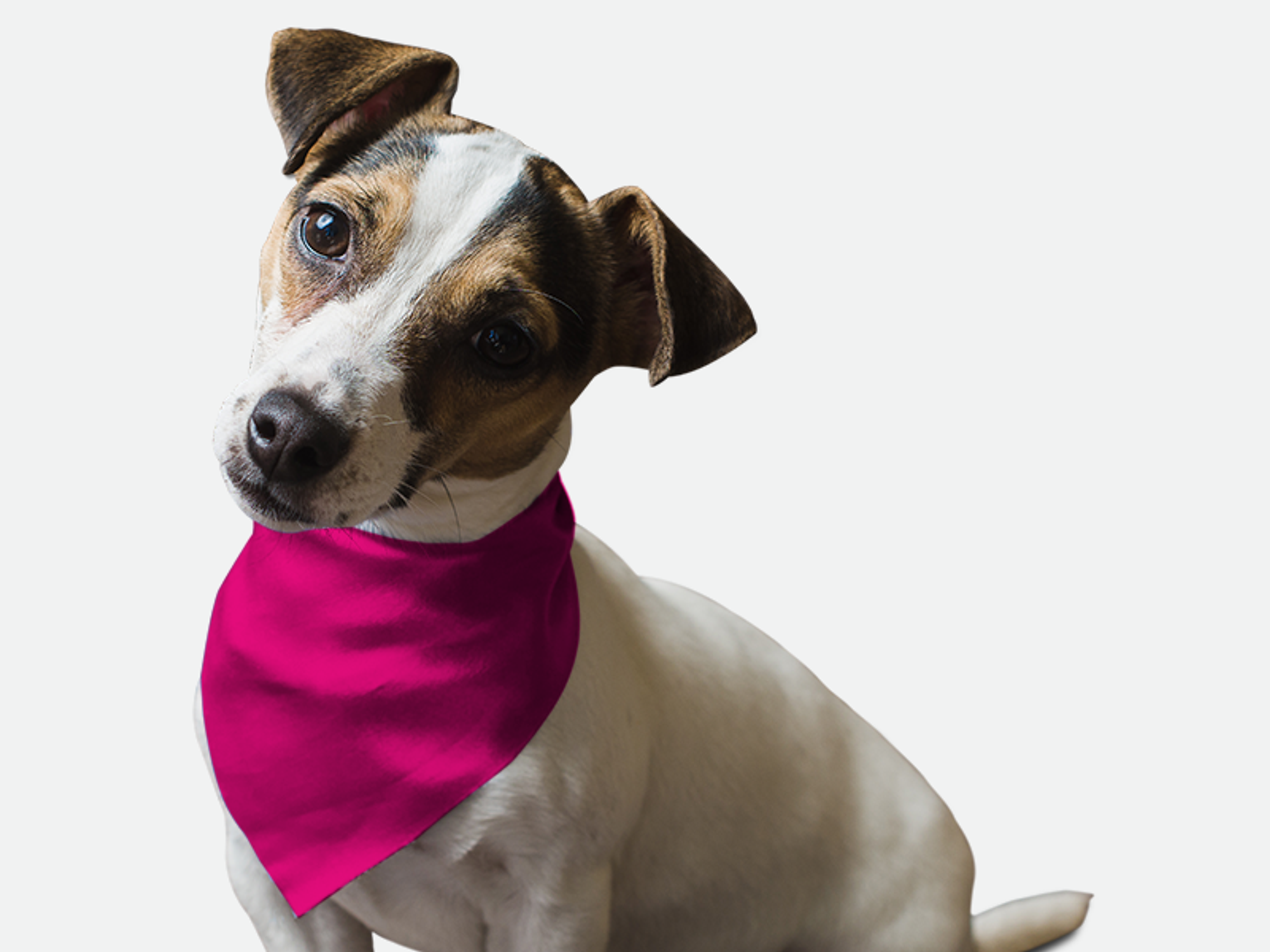 Neon Frisbee Pink Image 1