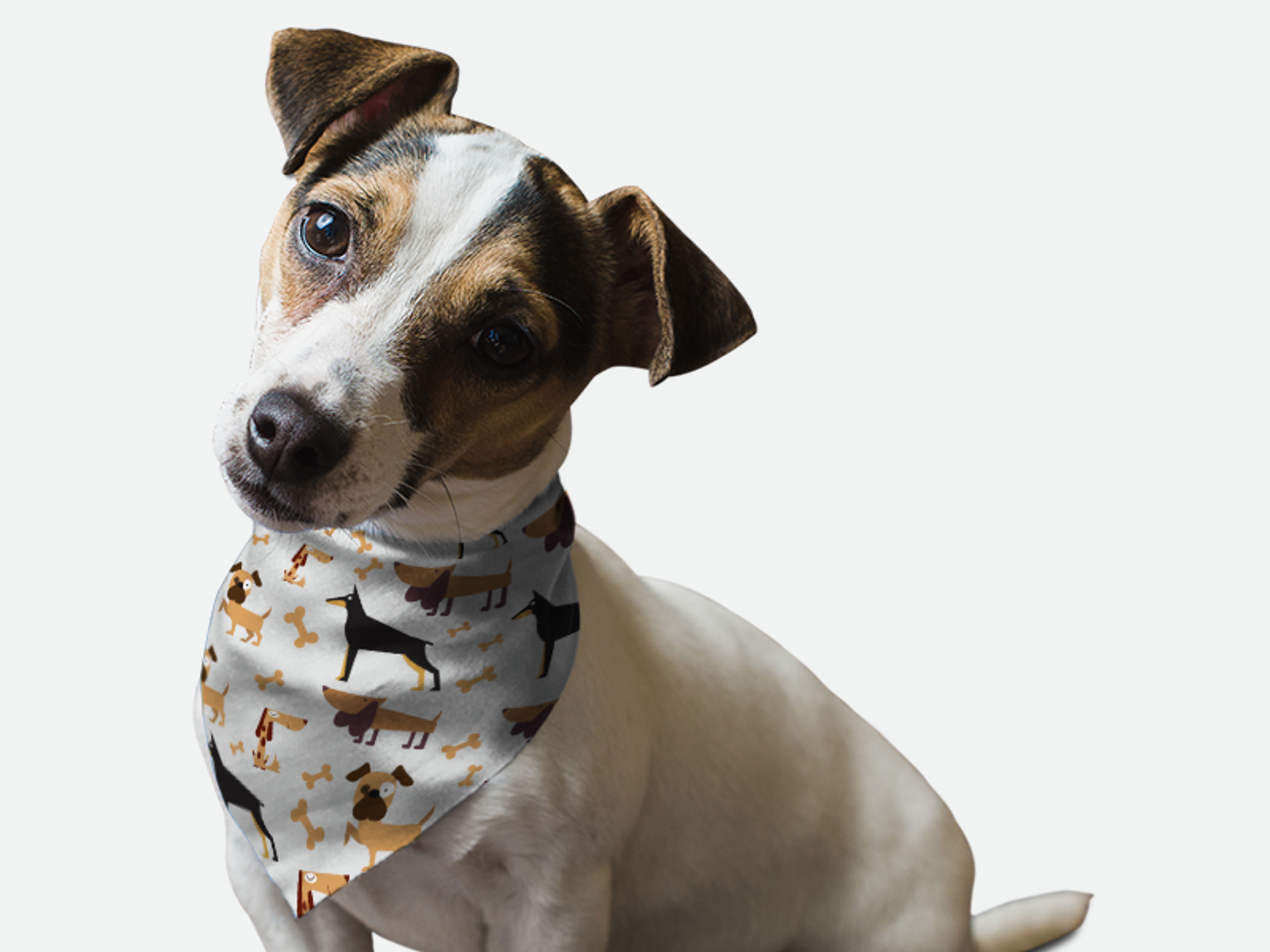 Guard Dog Image 1