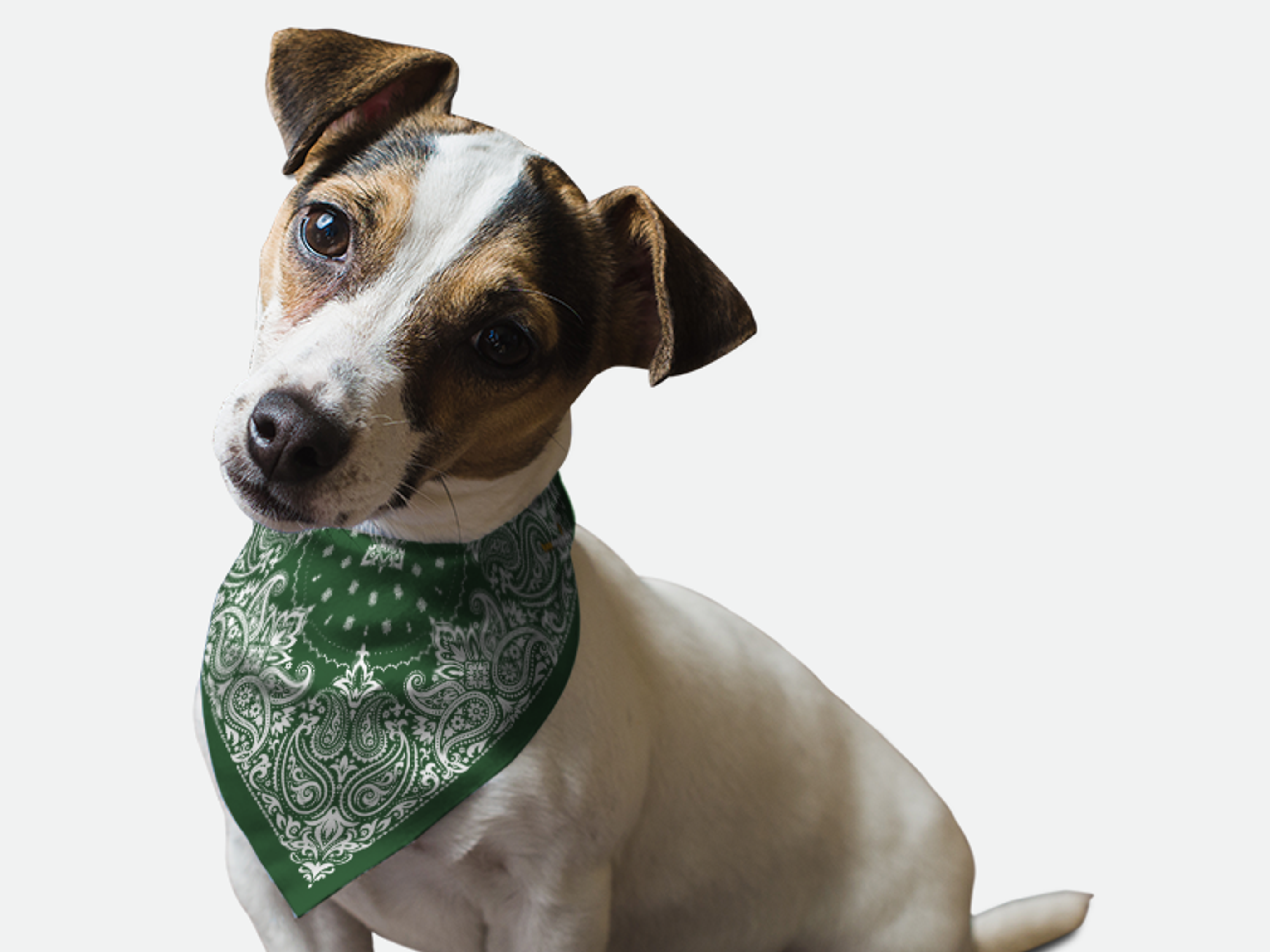 Hunter Green Paisley Image 1