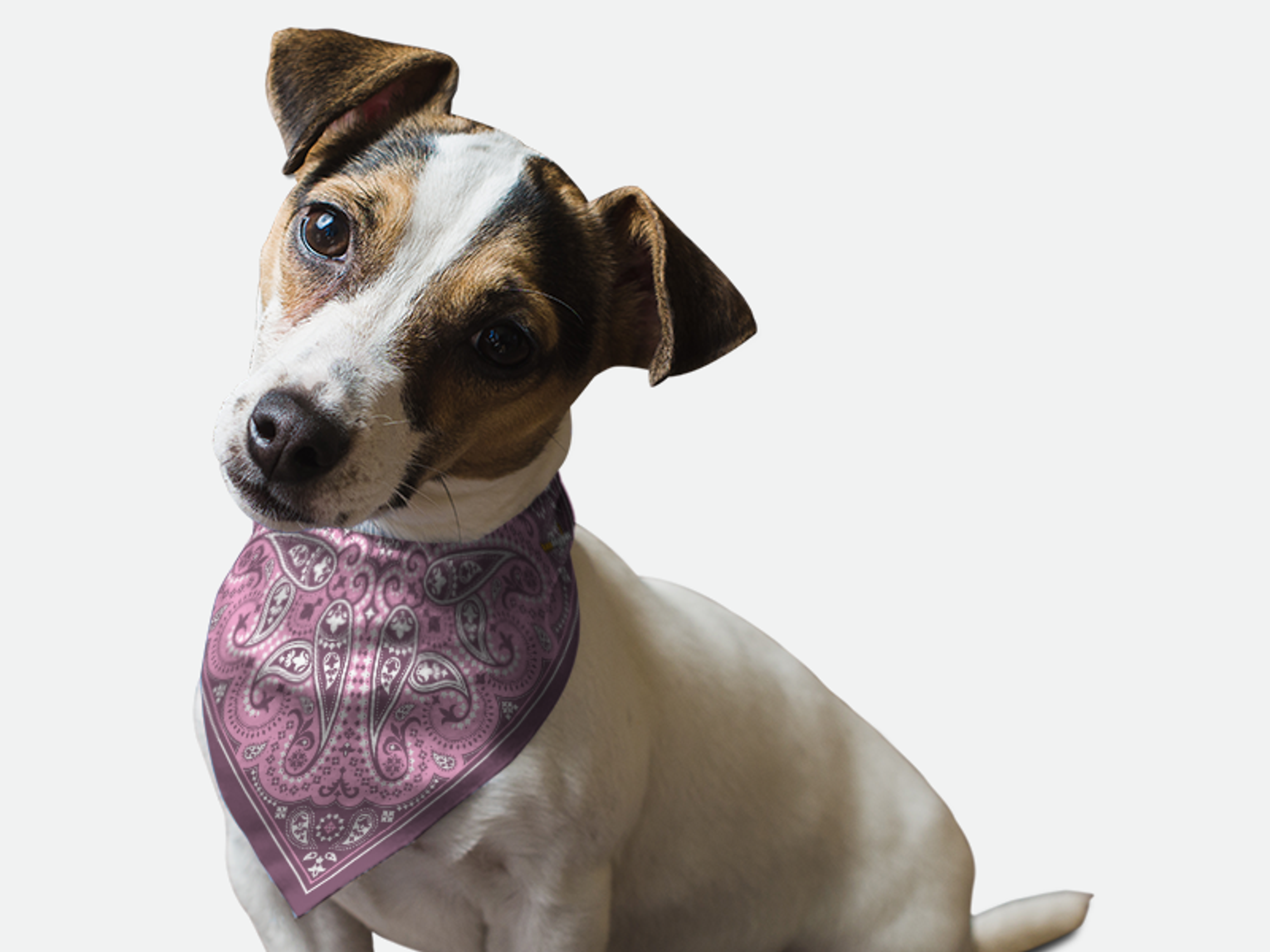 Lilac Paisley Image 1