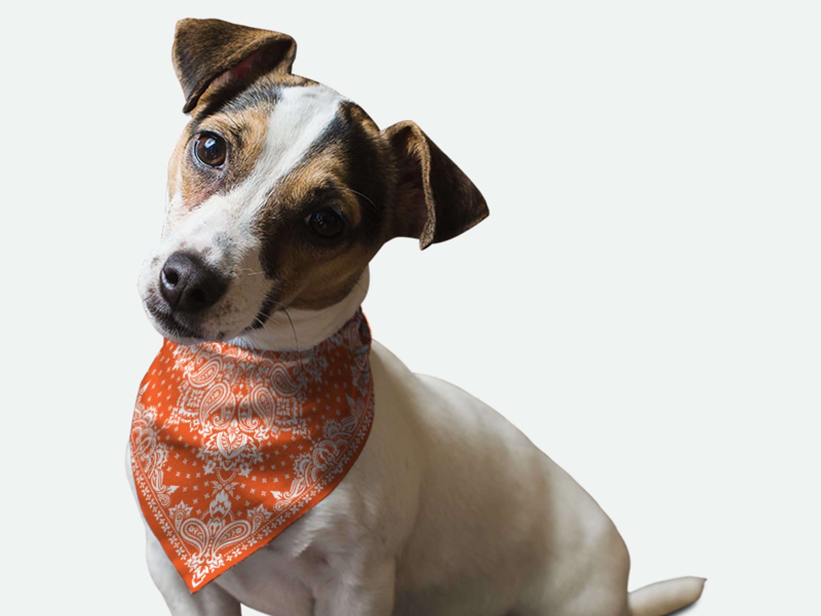 Orange Paisley Image 1