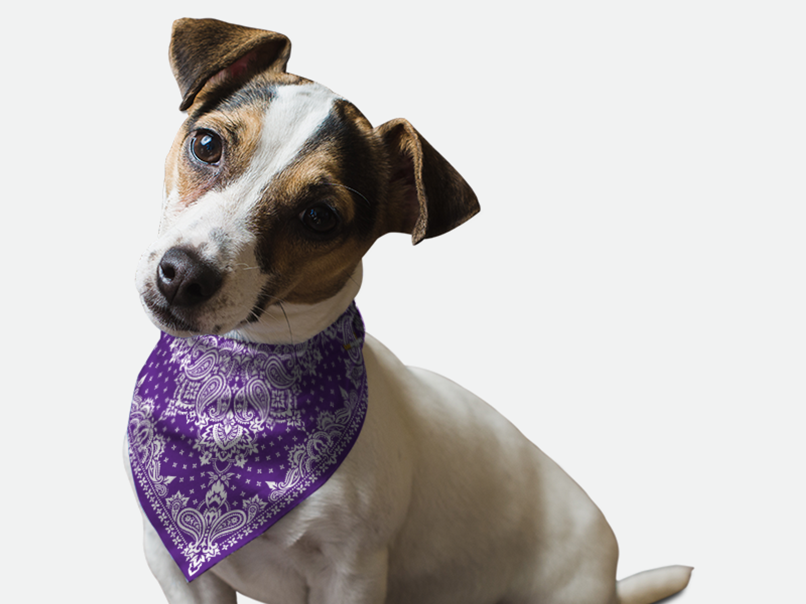 Violet Paisley Image 1