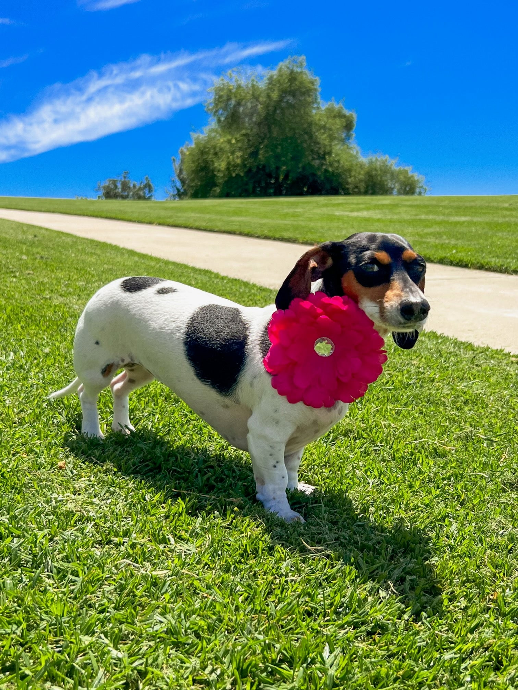 FL2002 | Daisy Flower Dog/ Cat Bow on Velcro Collar Attachment|Pets Ribbons Image 1
