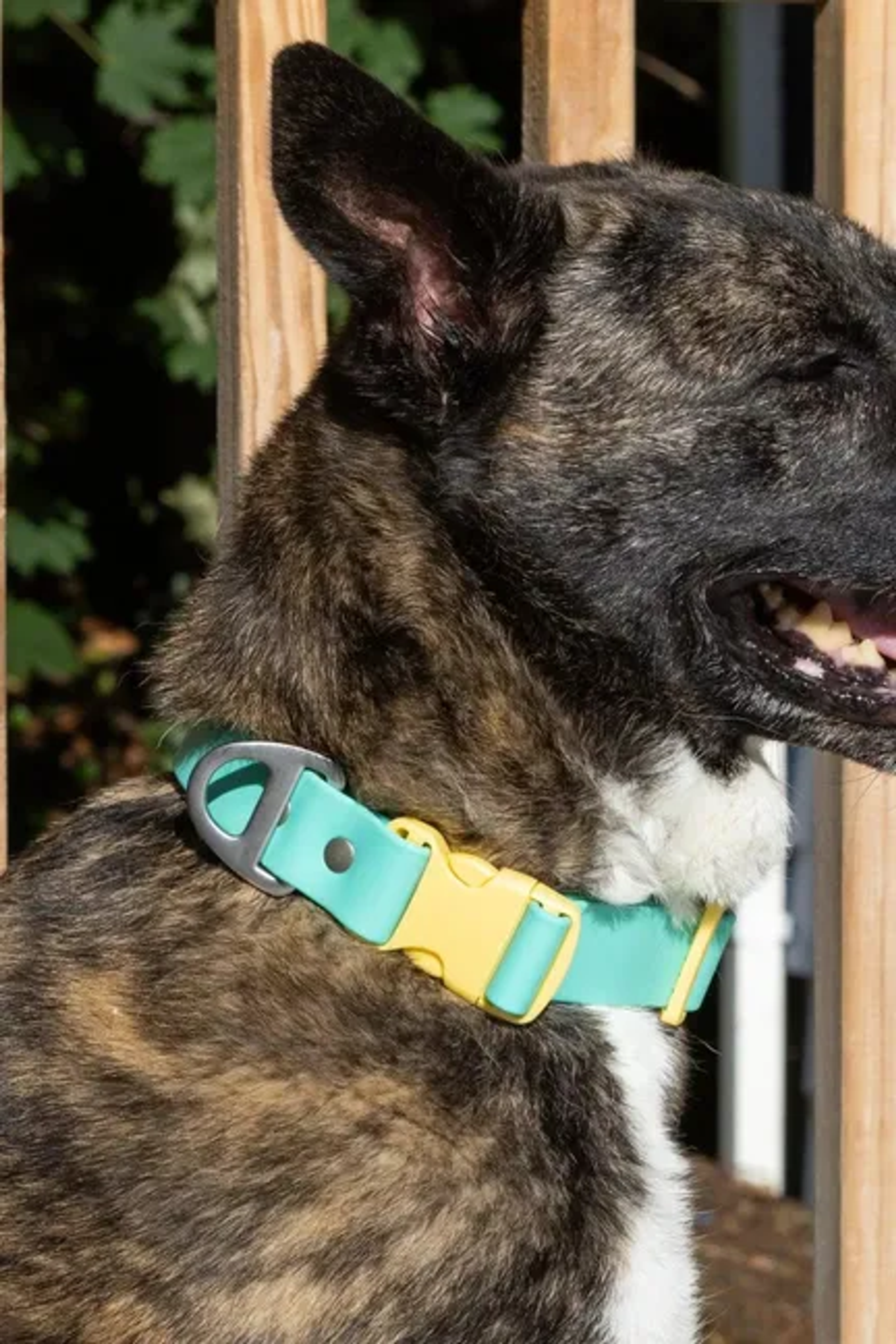 Island Vibes Waterproof Dog Collar Image 1