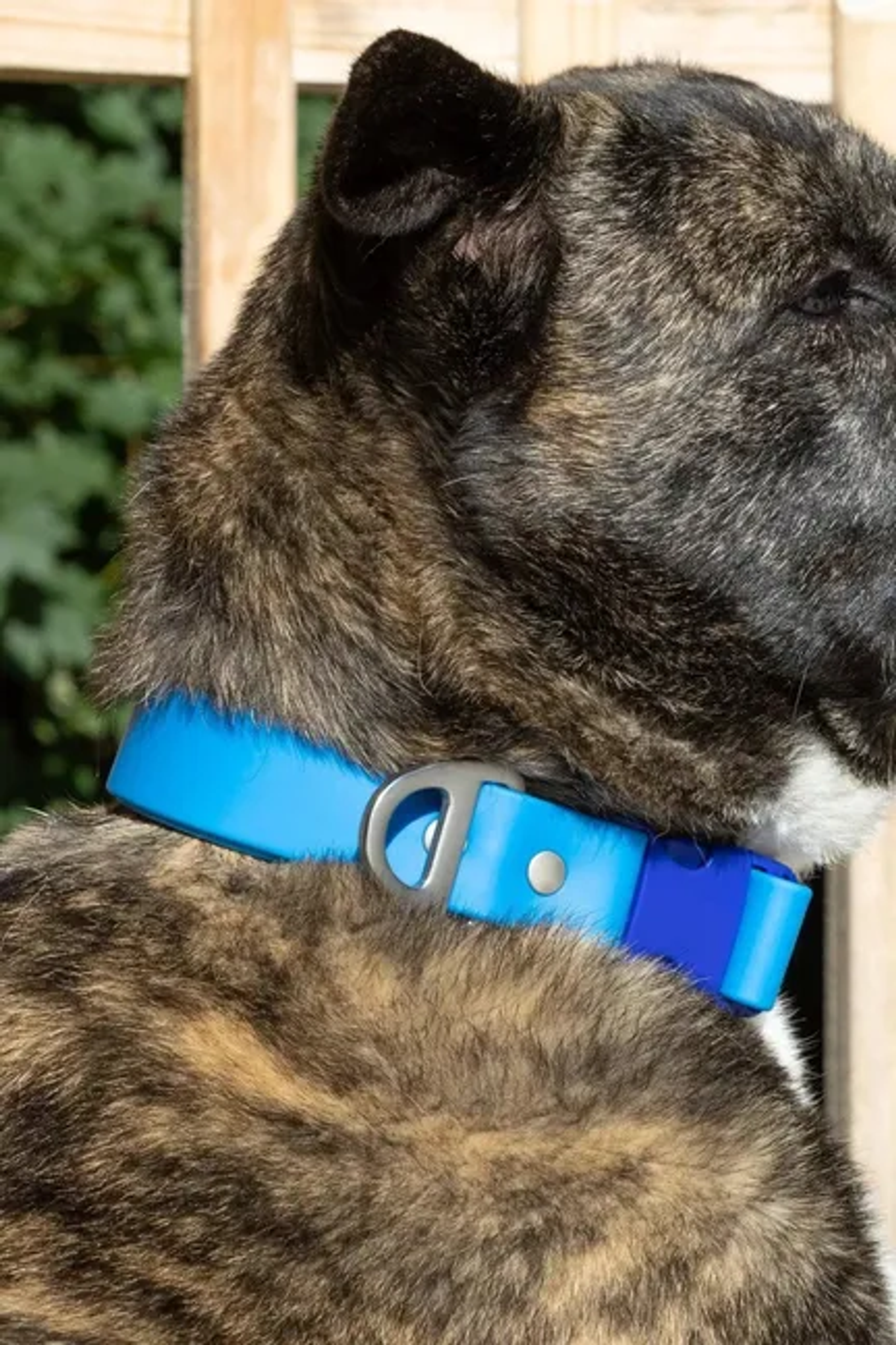 Dockside Adventures Waterproof Dog Collar Image 1