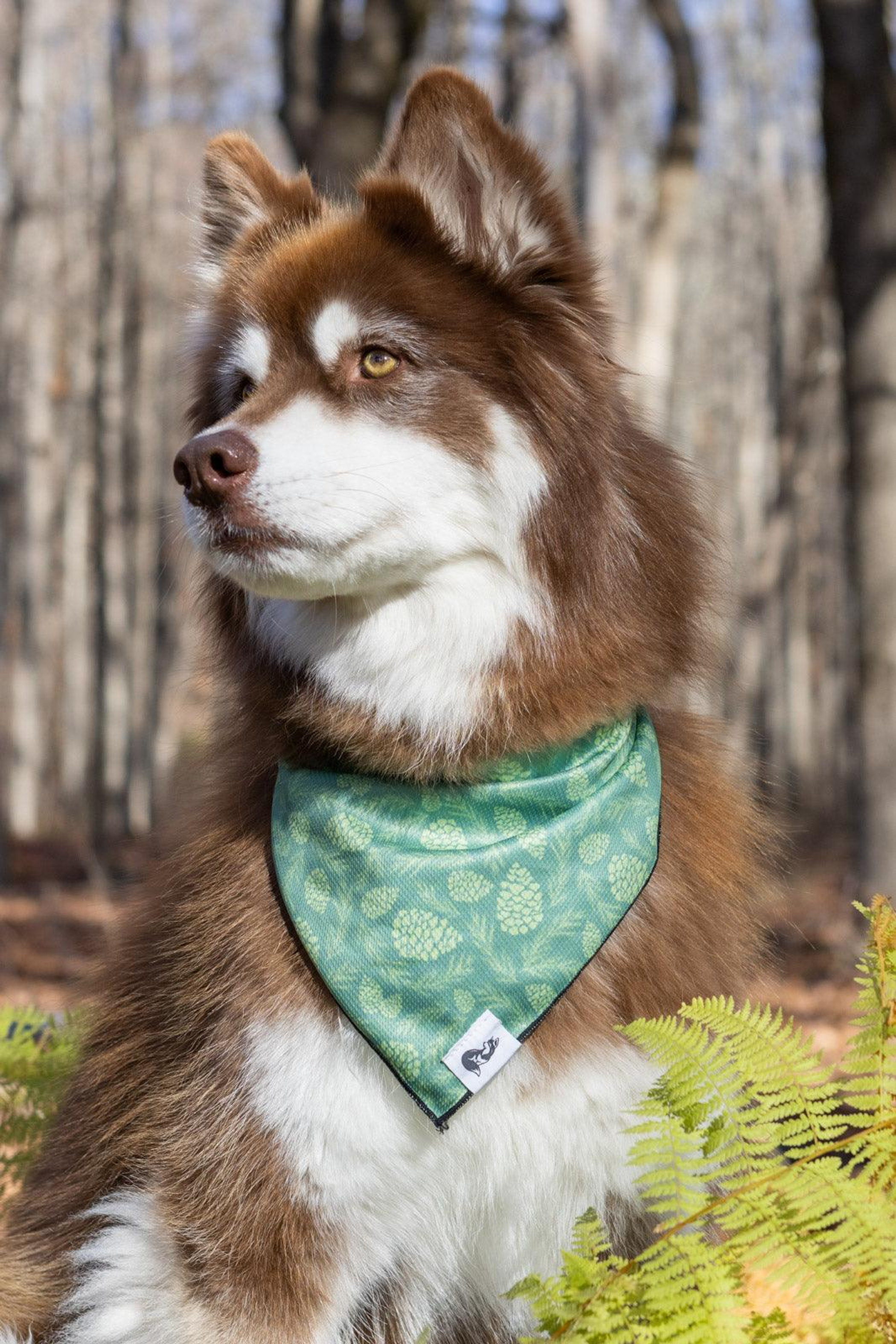 Pine Cone Pup Bandana Image 1