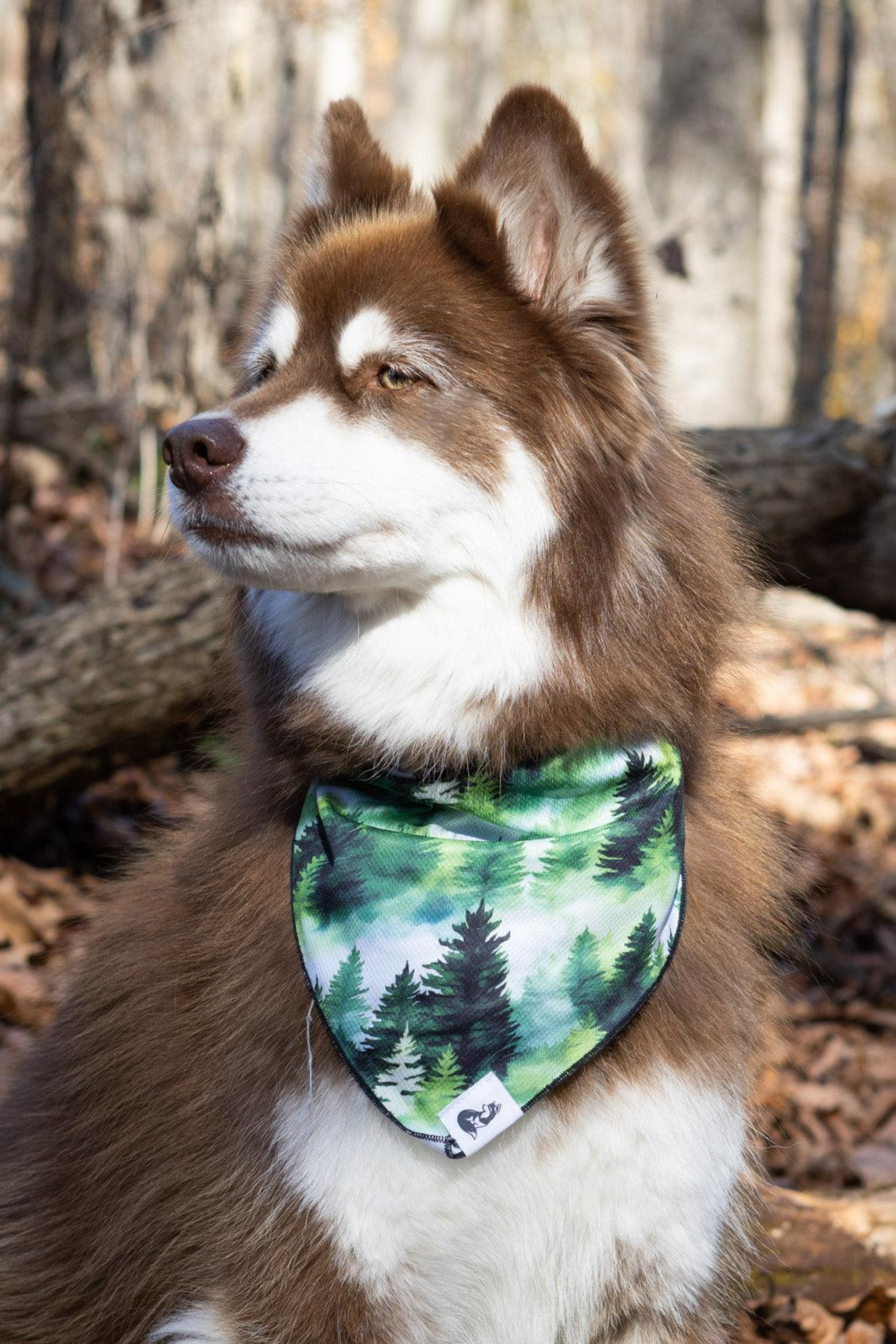 Evergreen Explorer Dog Bandana Image 1