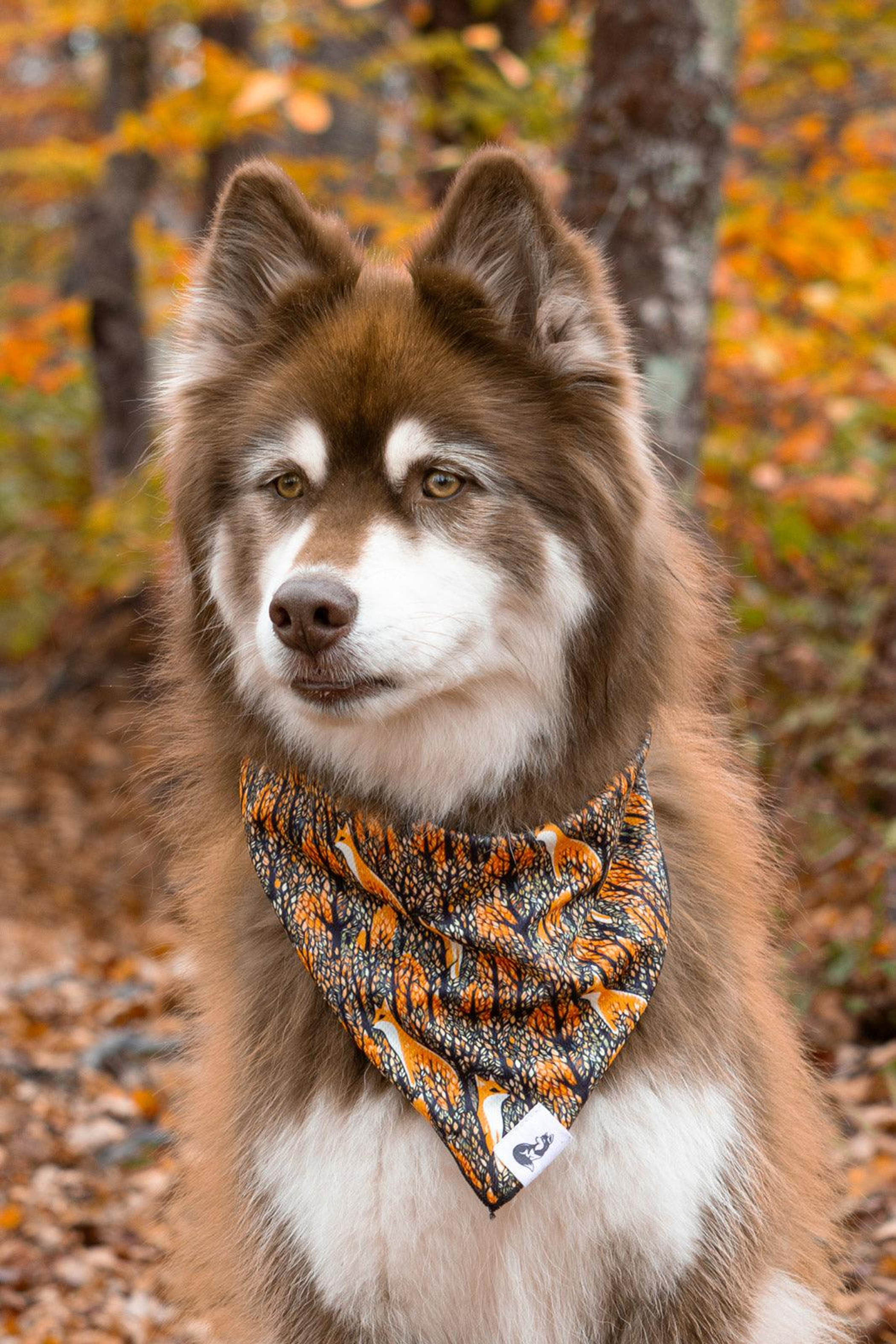 Foxes in Fall Dog Bandana Image 1