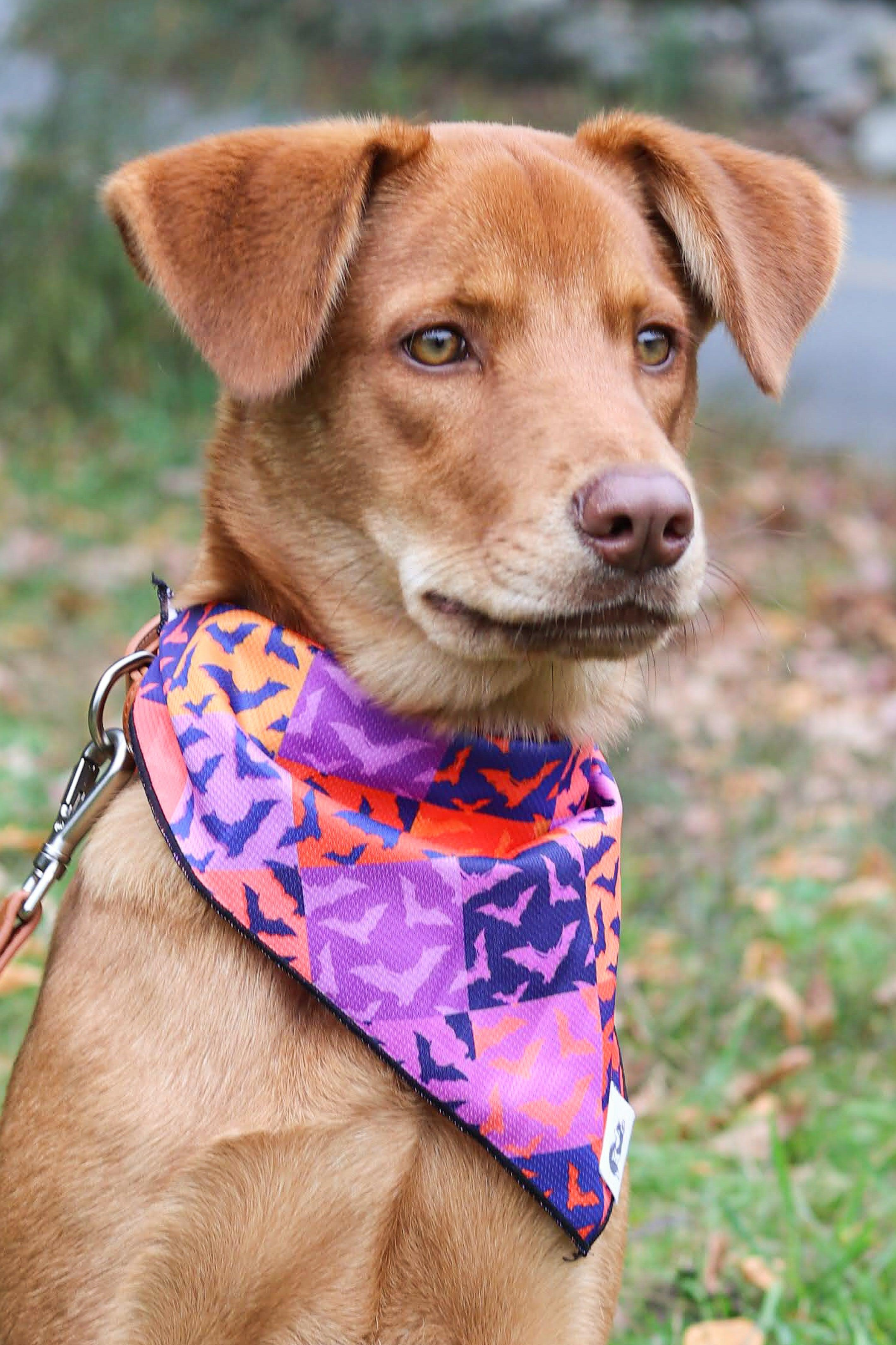 Spooky Bat Squares Dog Bandana Image 1