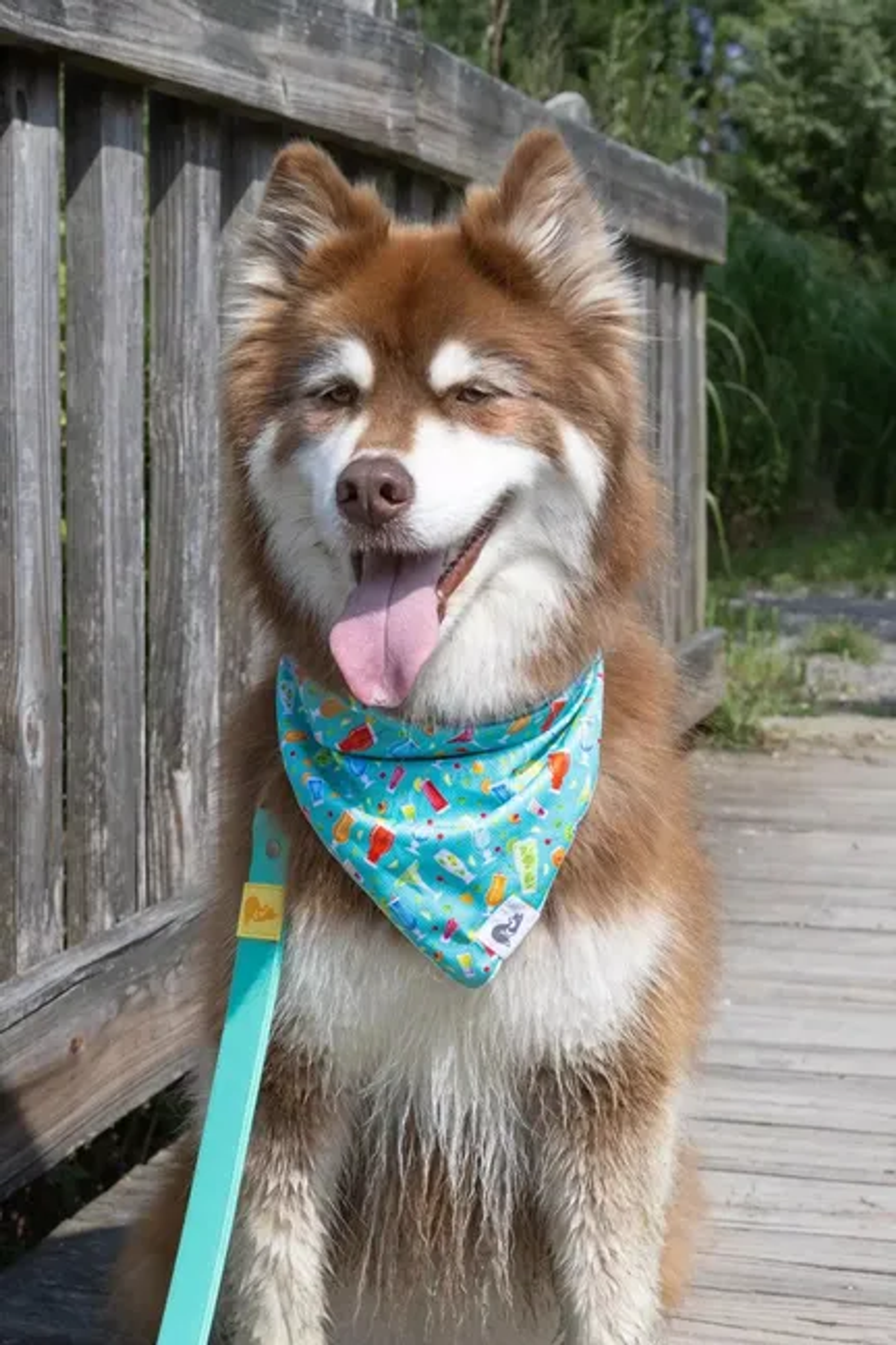 Seaside Sips Dog Bandana Image 1