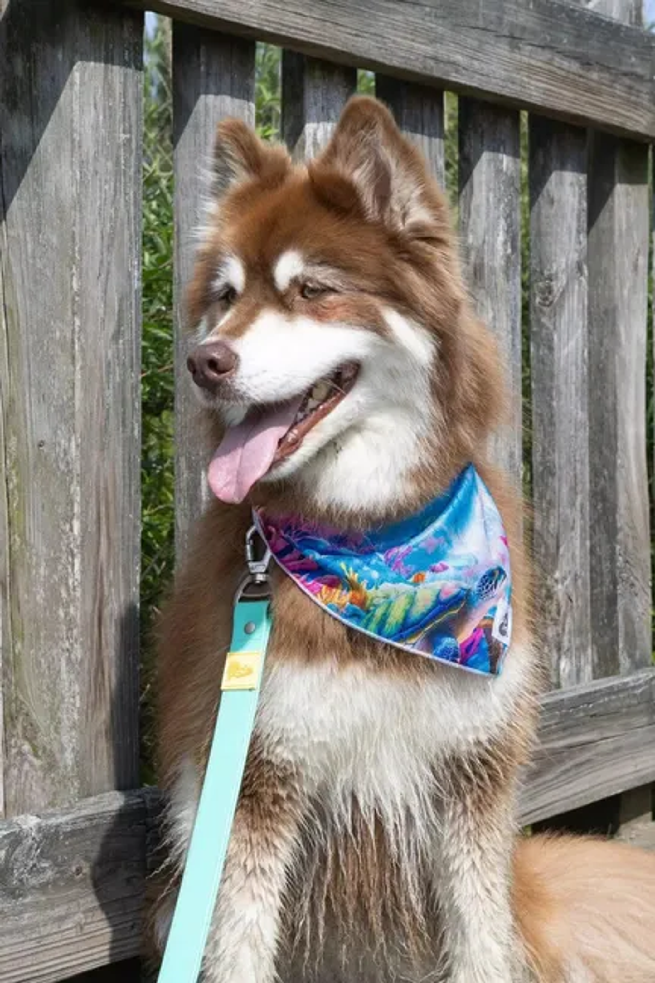 Sea Turtle Swim Dog Bandana Image 1