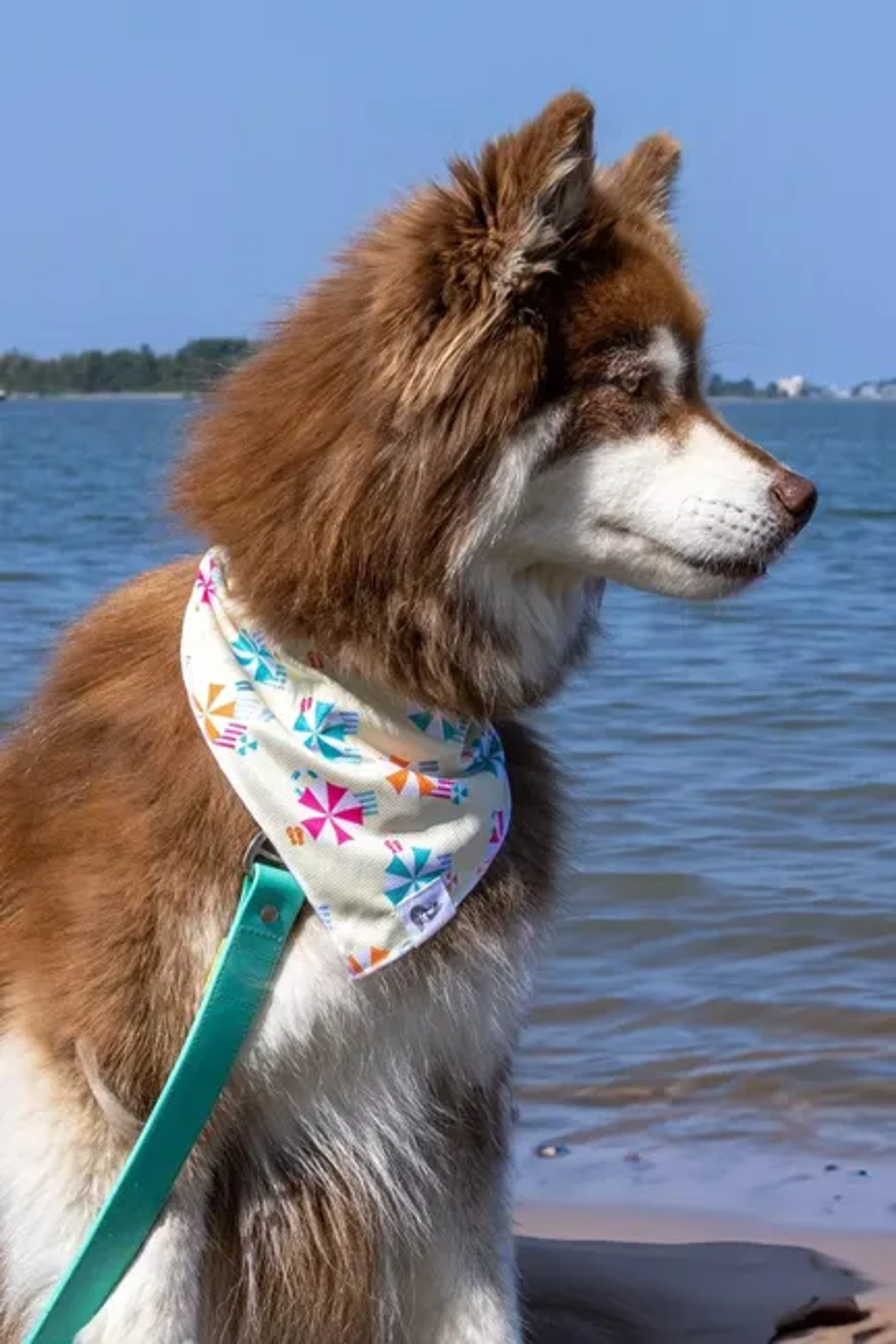 Sun & Shade Dog Bandana Image 1