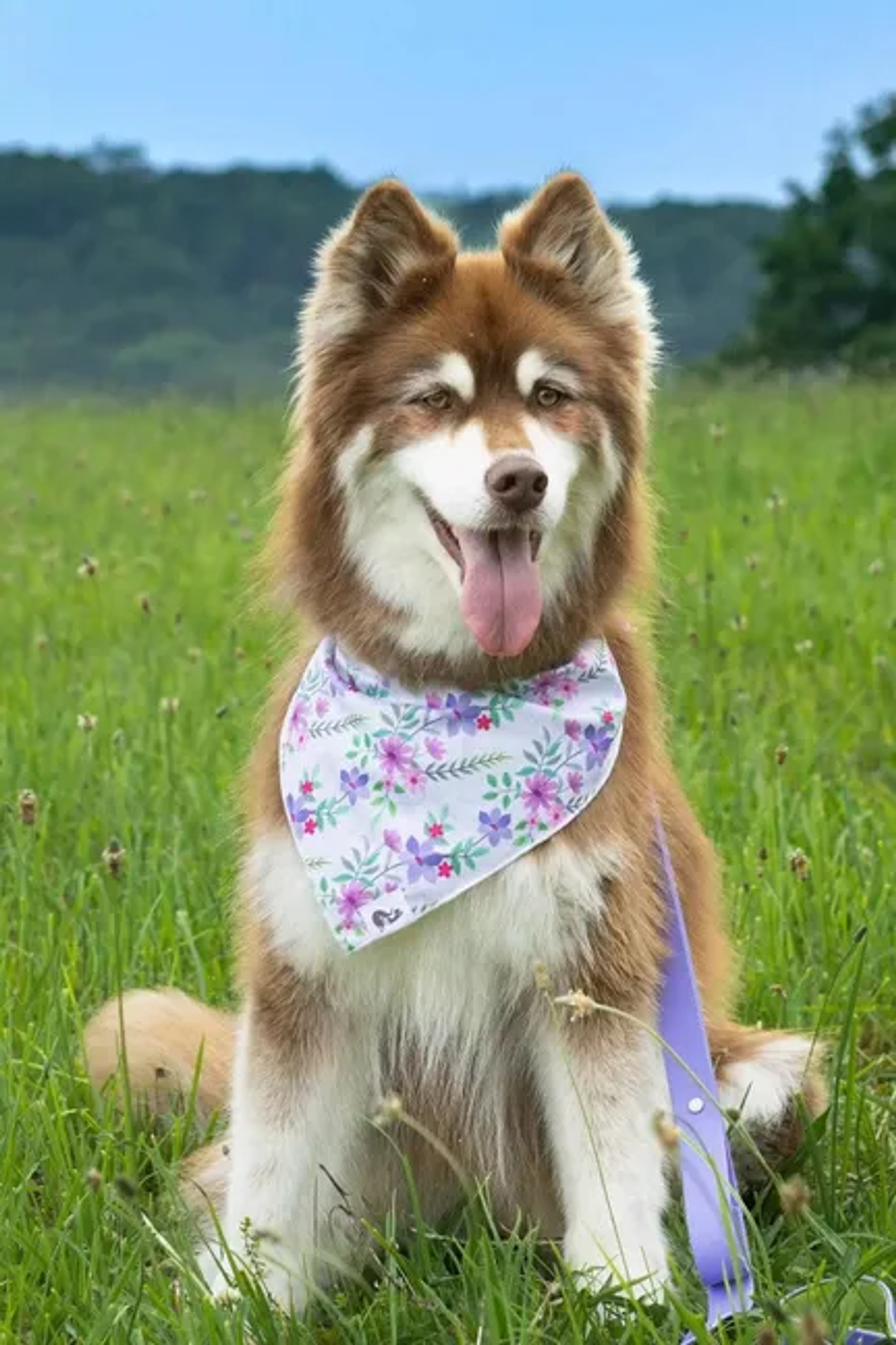 Wildflower Meadow Dog Bandana Image 1