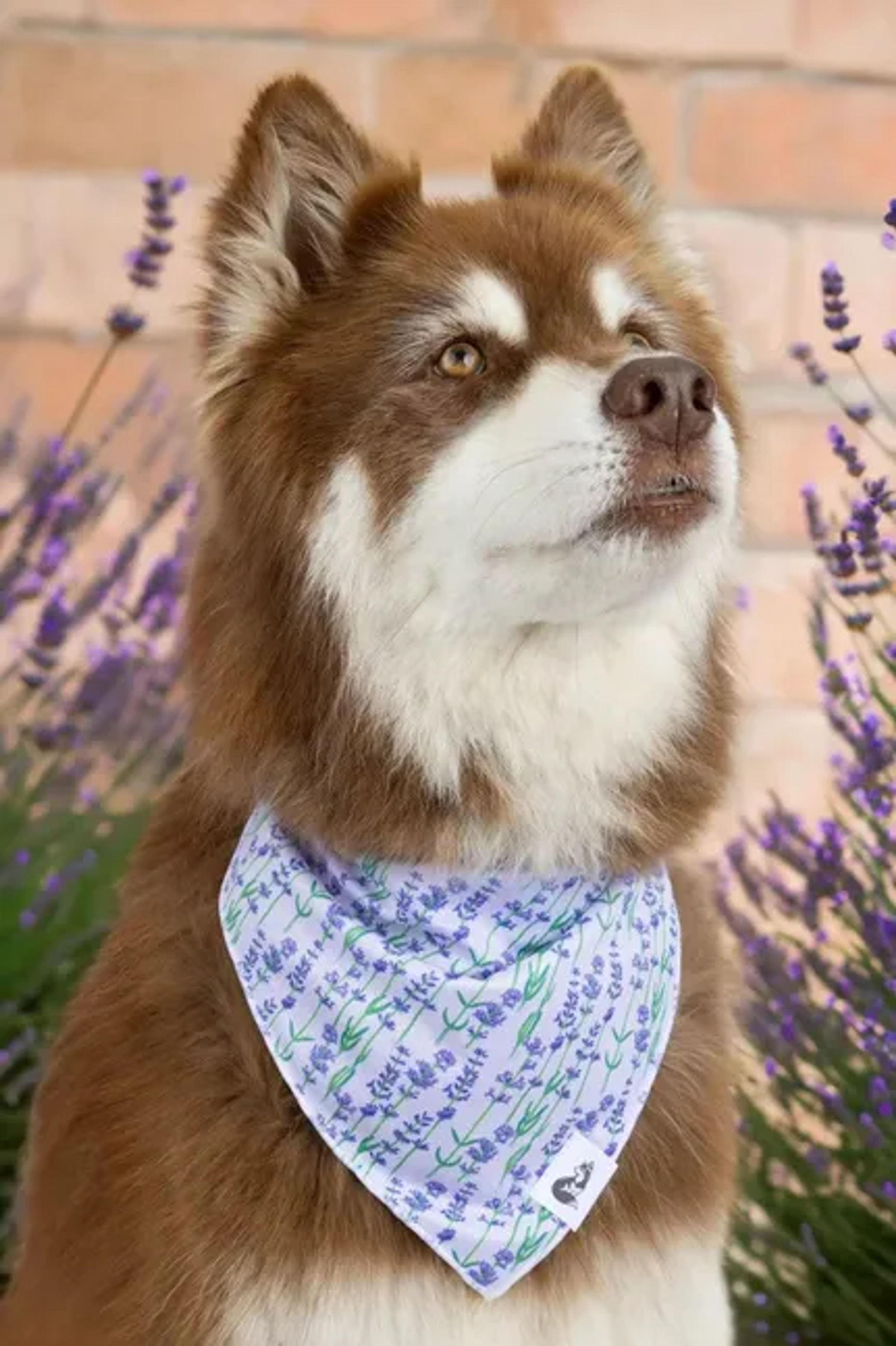 Lavender Blooms Dog Bandana Image 1