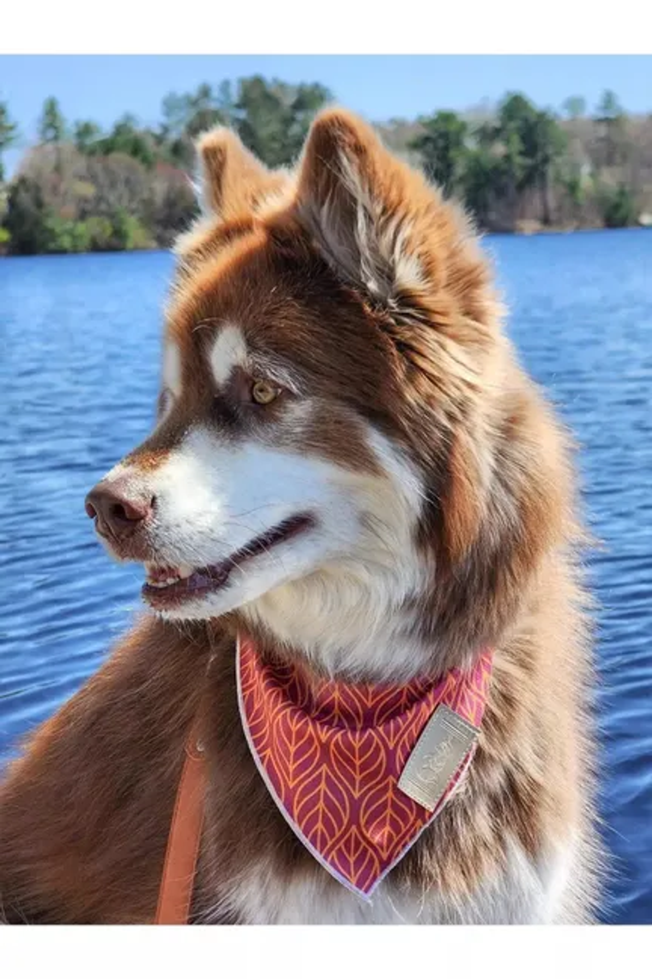 Twilight Trails Dog Bandana Image 1