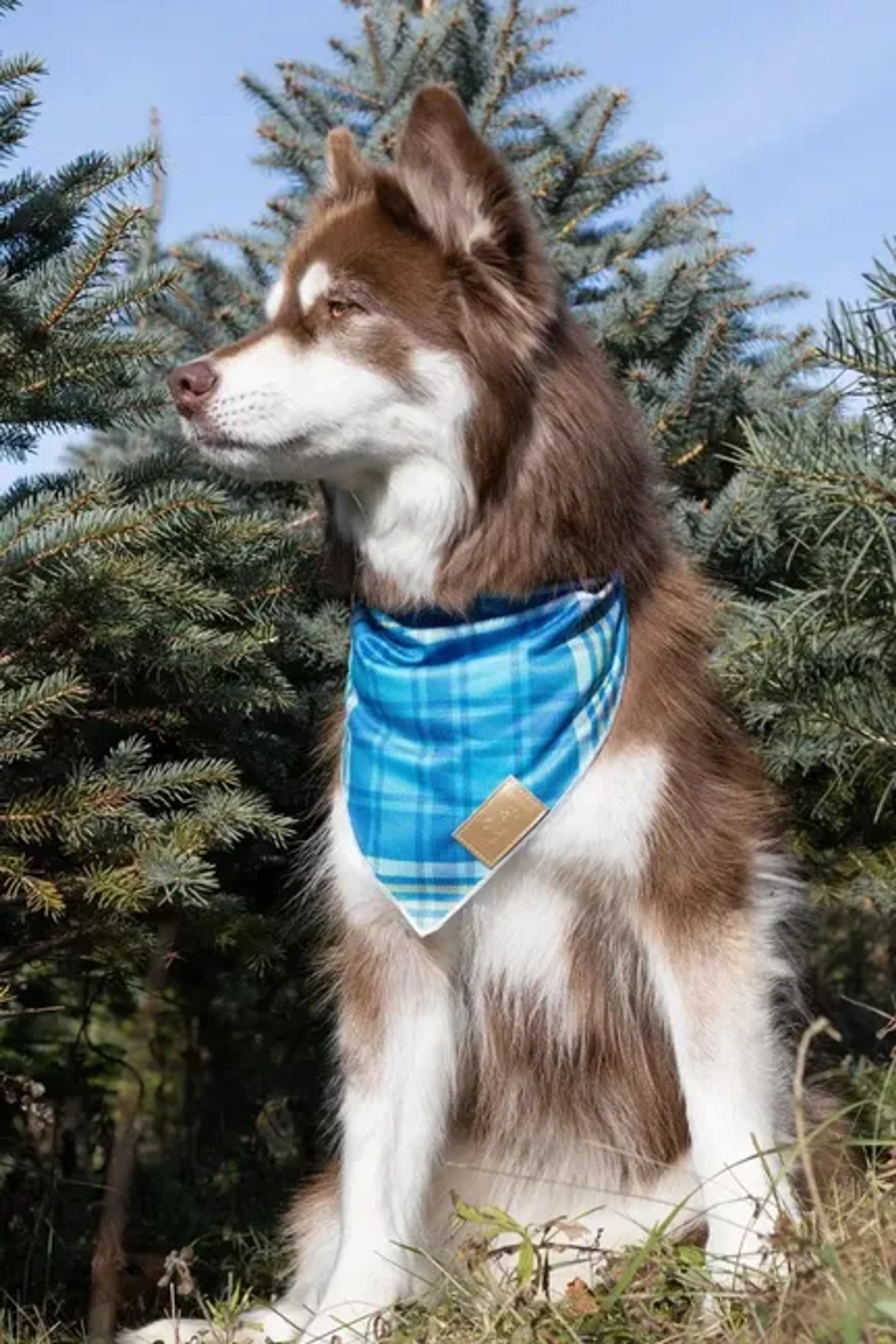 Blue Spruce Plaid Dog Bandana Image 1