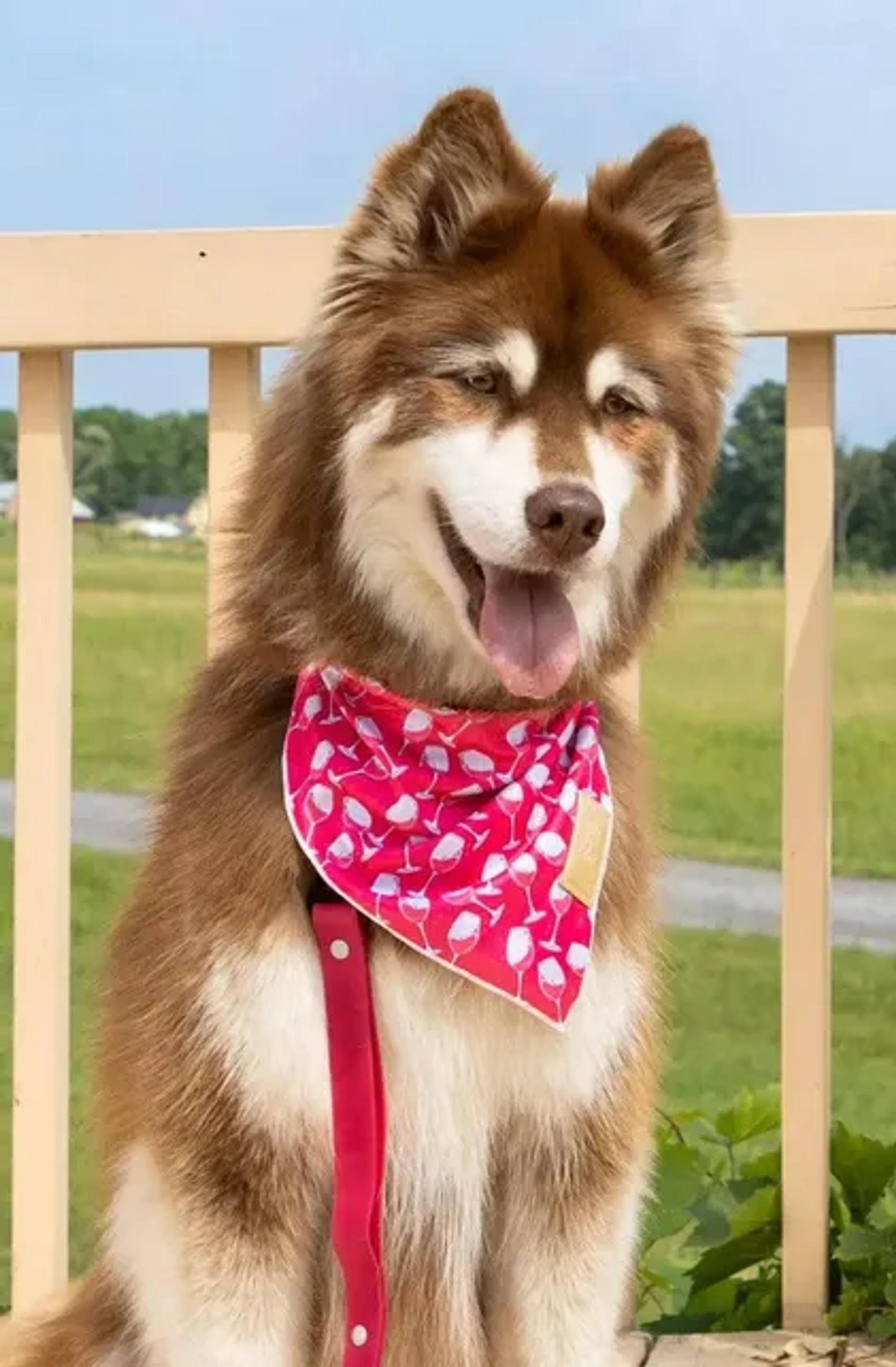 Red Mountain Syrah Dog Bandana Image 1