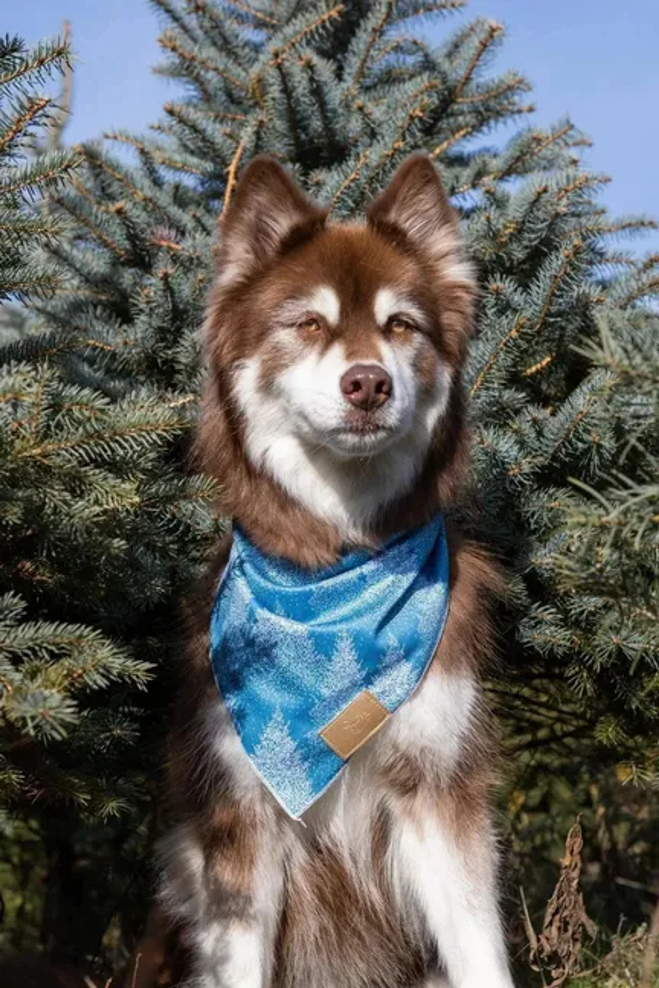 Siberian Spruce Dog Bandana Image 1