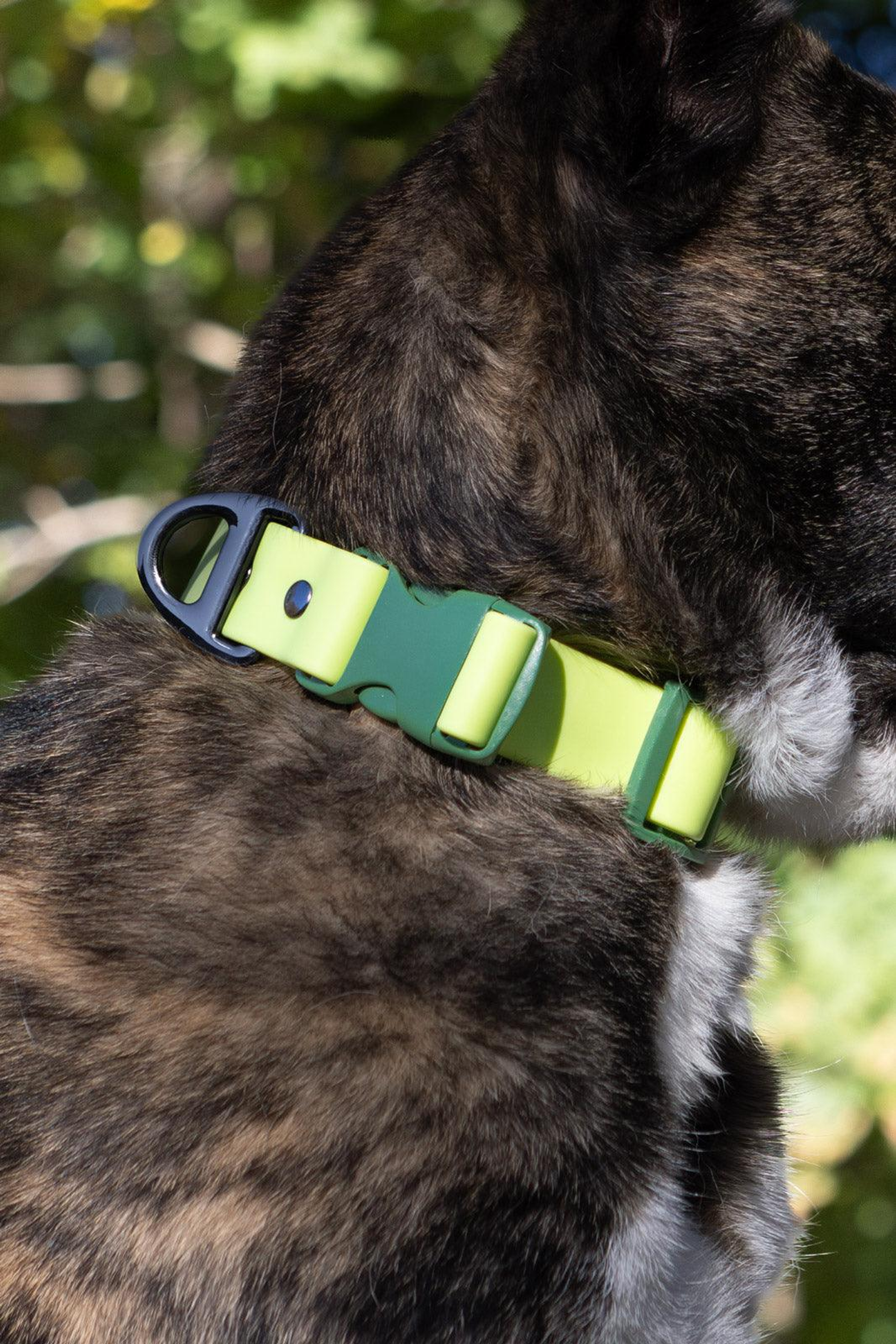 Mossy Pine Waterproof Dog Collar Image 1