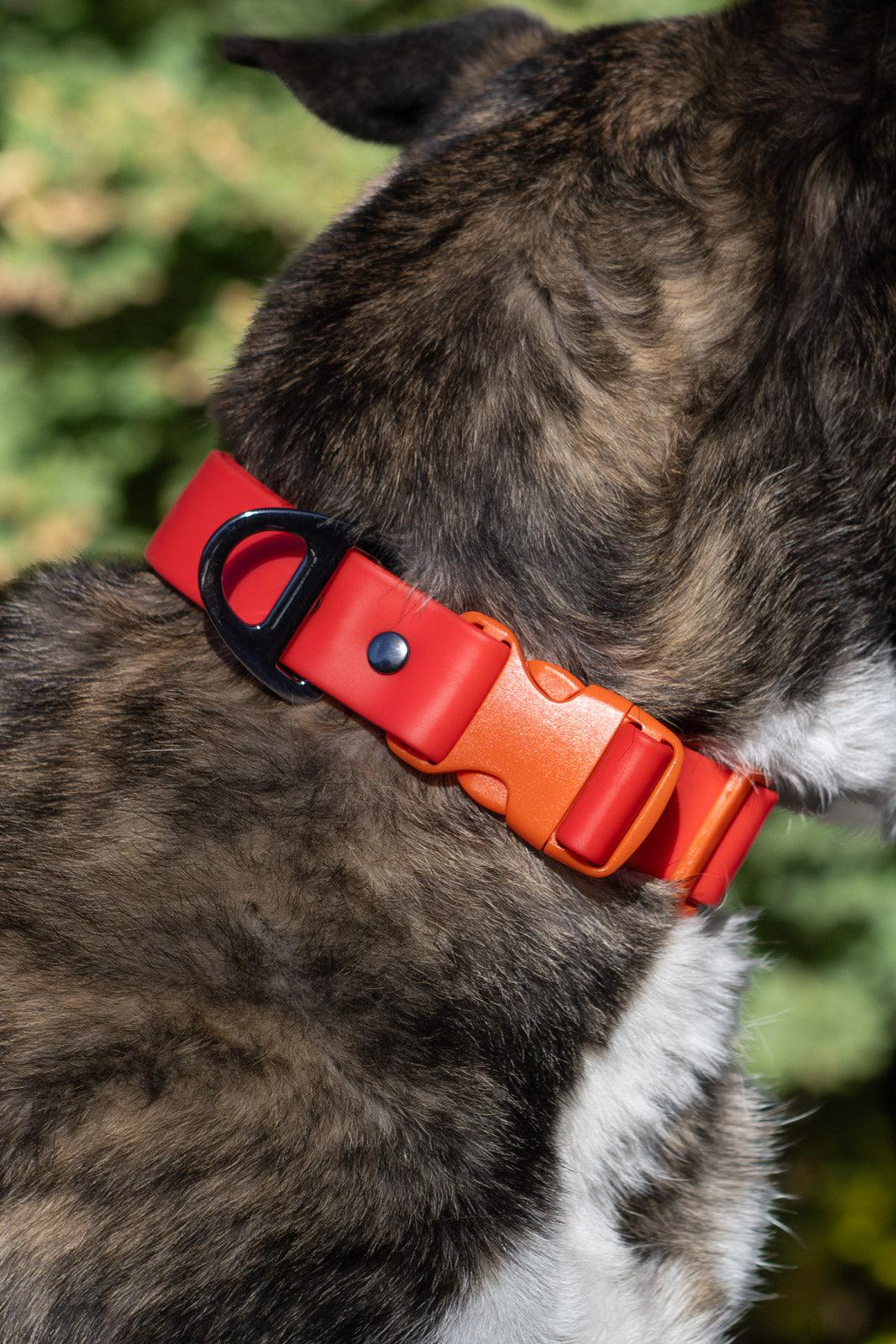 Scarlet Peaks Waterproof Dog Collar Image 1