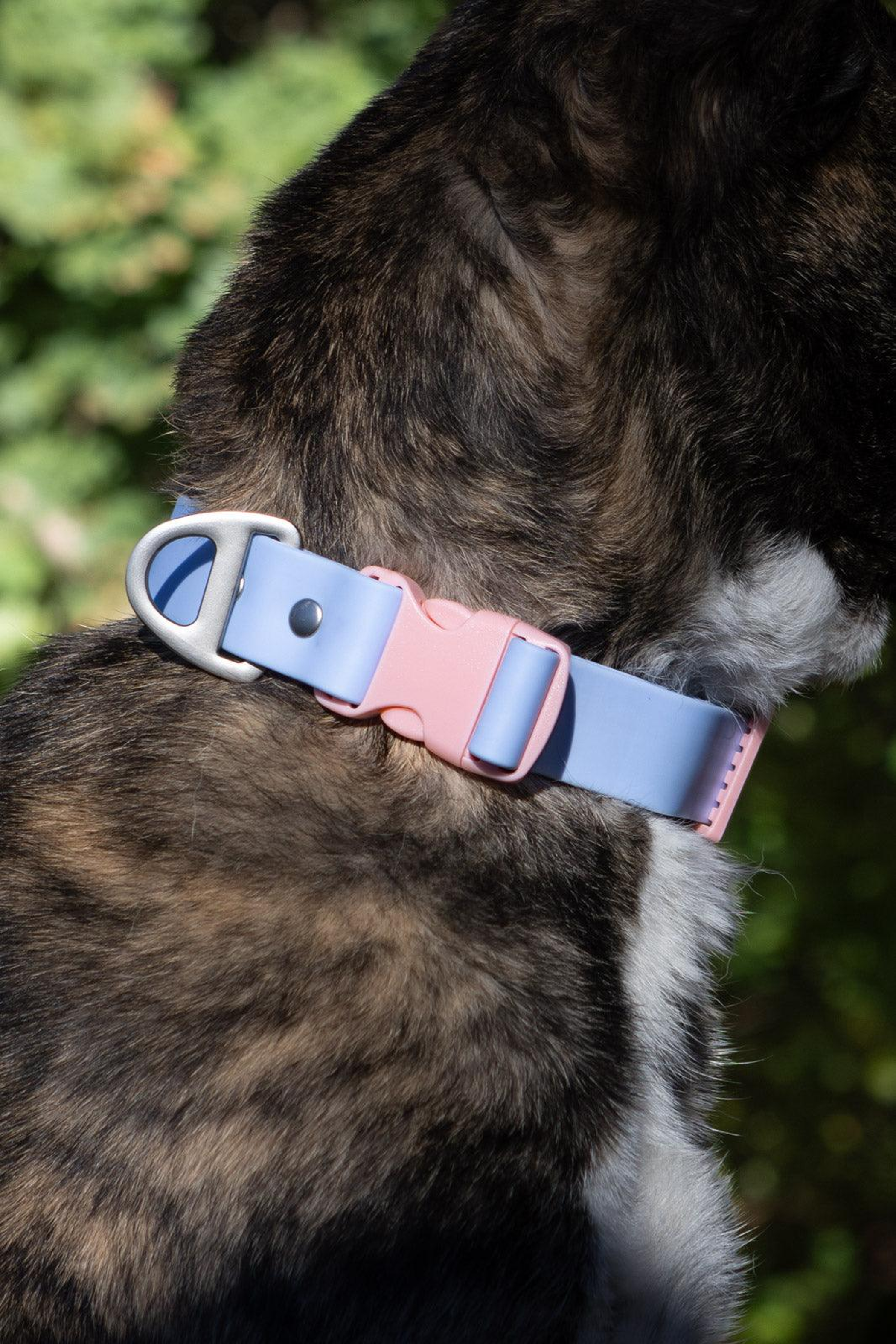 Blue Sky Orchid Waterproof Dog Collar Image 1