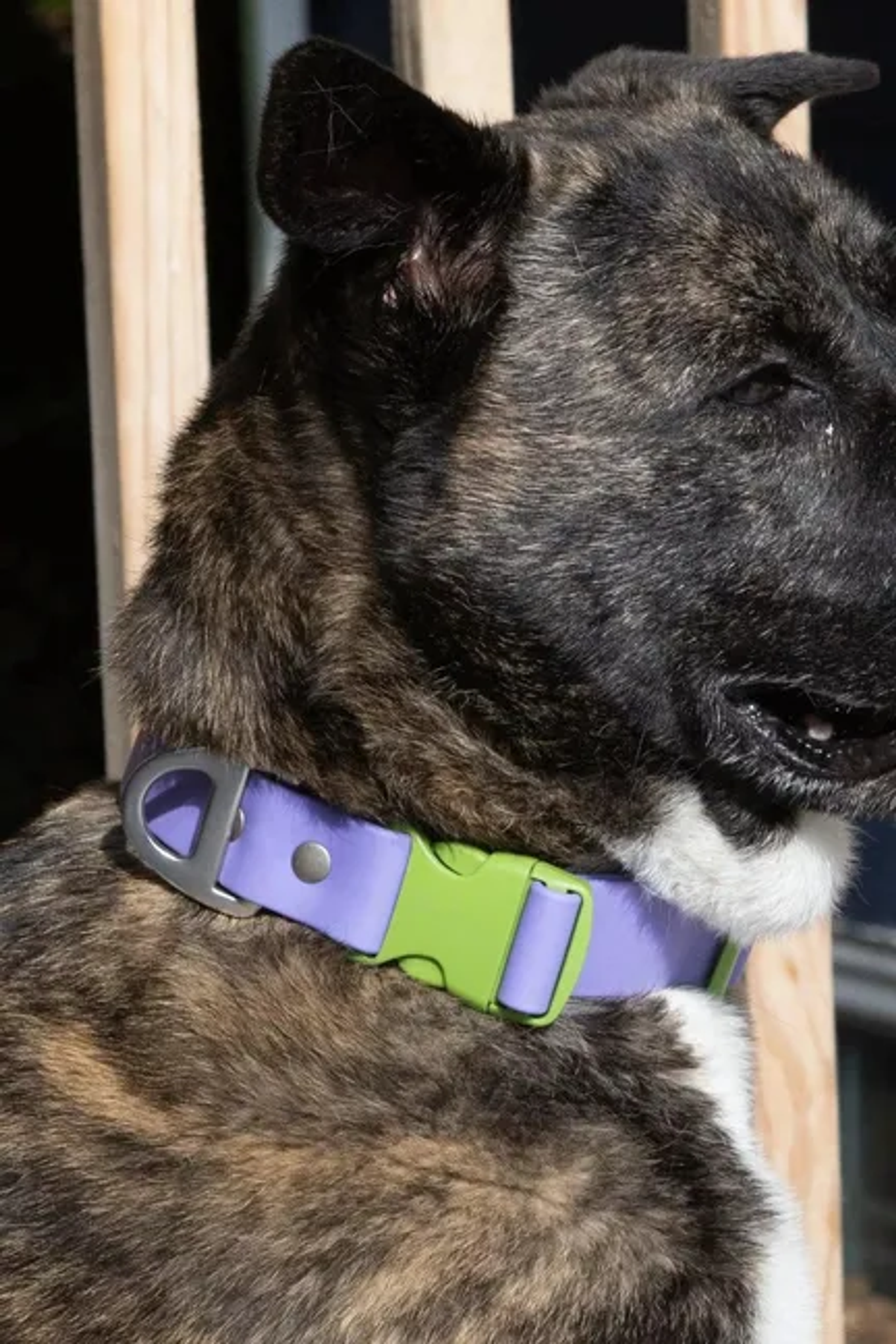Lavender Garden Waterproof Dog Collar Image 1