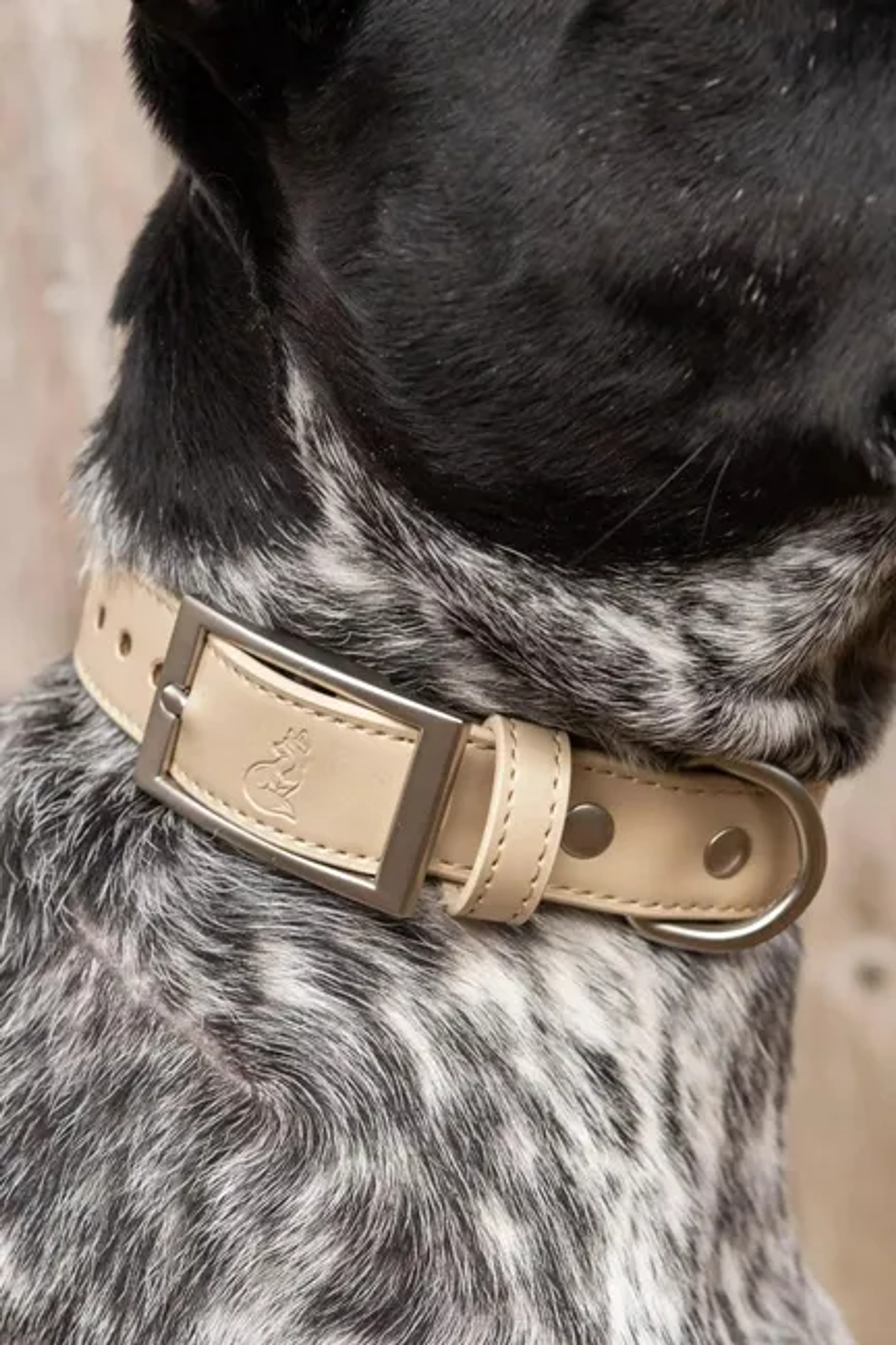 Champagne Fizz Vegan Leather Dog Collar Image 1