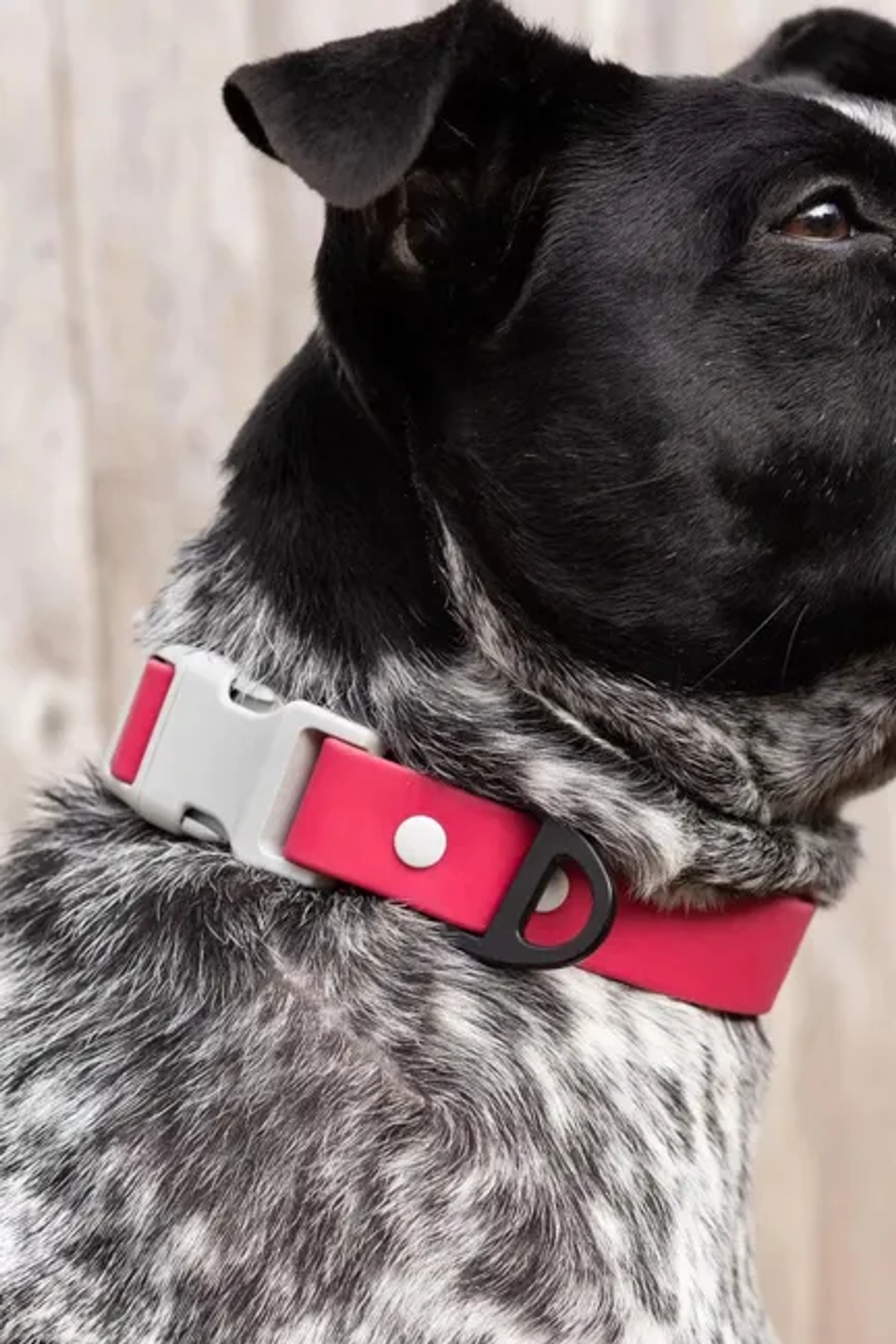 Red Mountain Syrah Waterproof Dog Collar Image 1