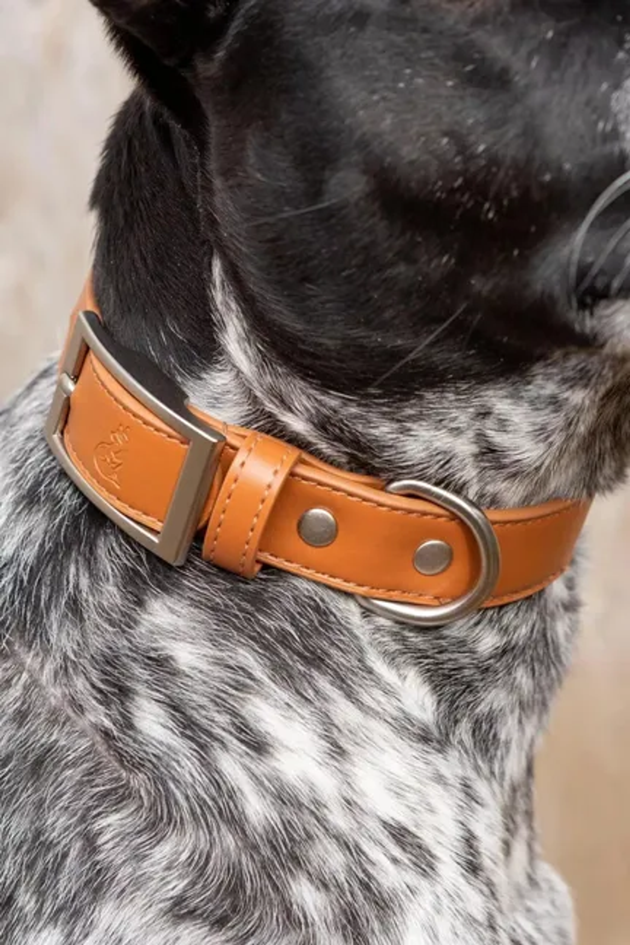 Sierra Sunrise Vegan Leather Dog Collar Image 1