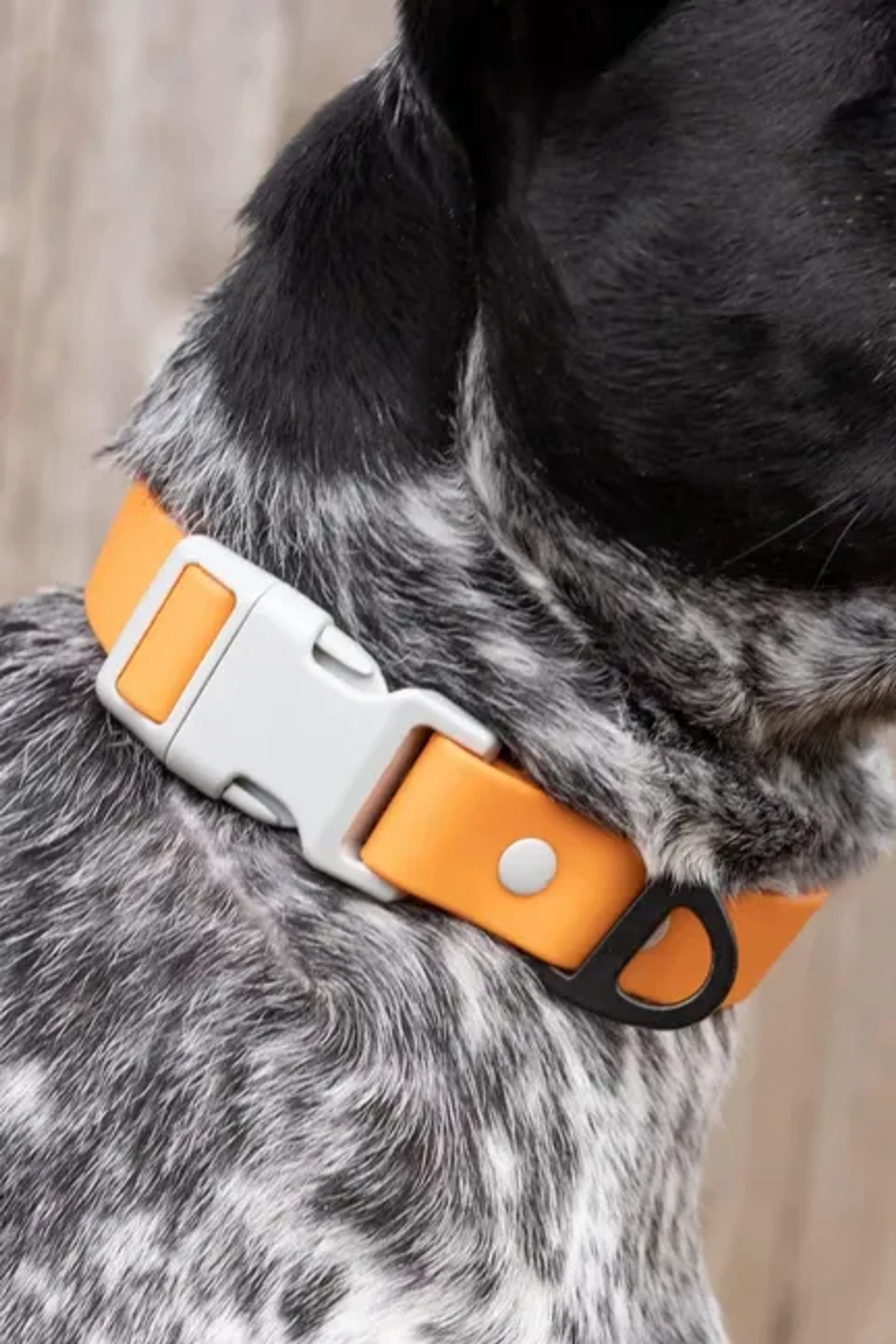 Crimson Glow Waterproof Dog Collar Image 1
