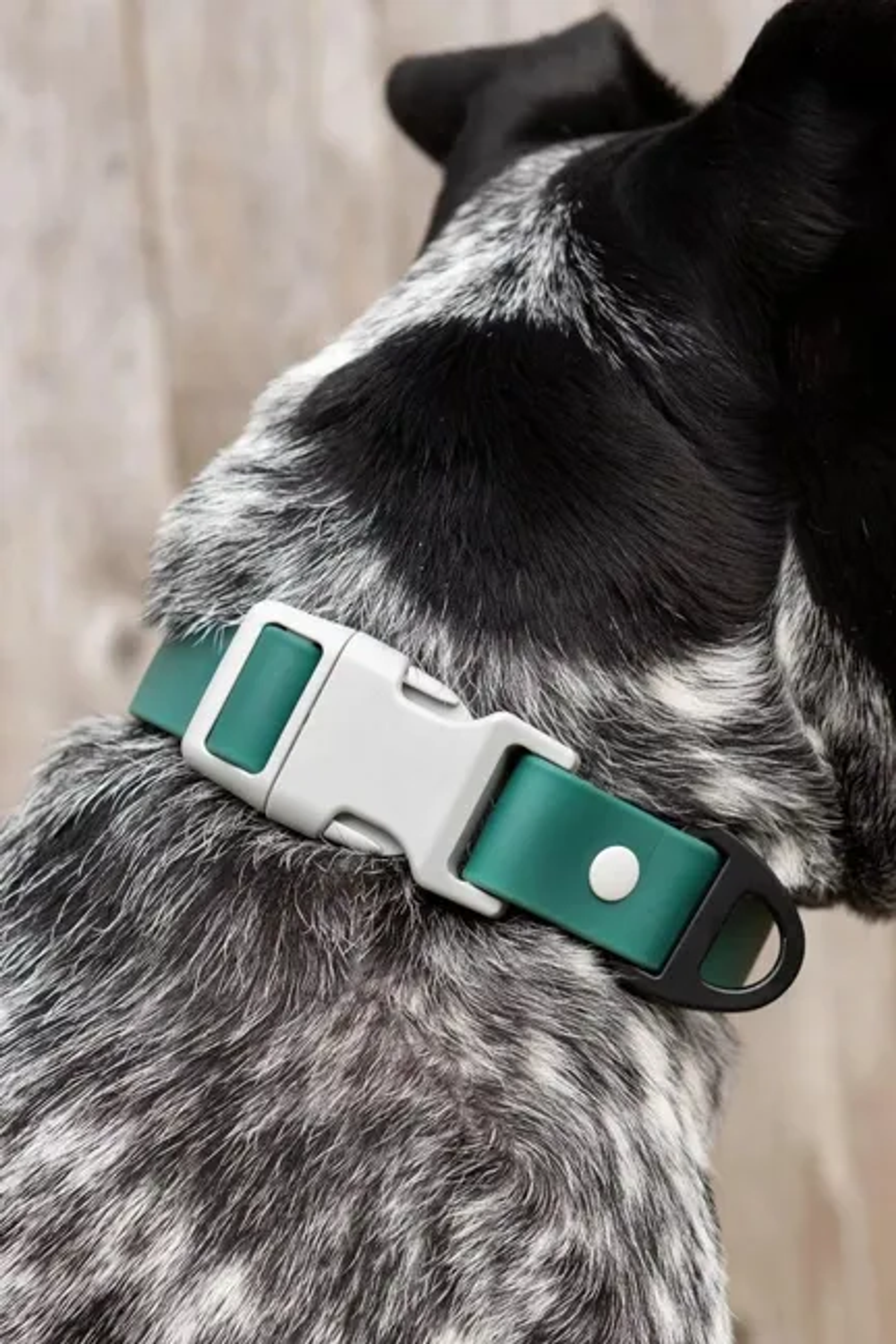Siberian Spruce Waterproof Dog Collar Image 1