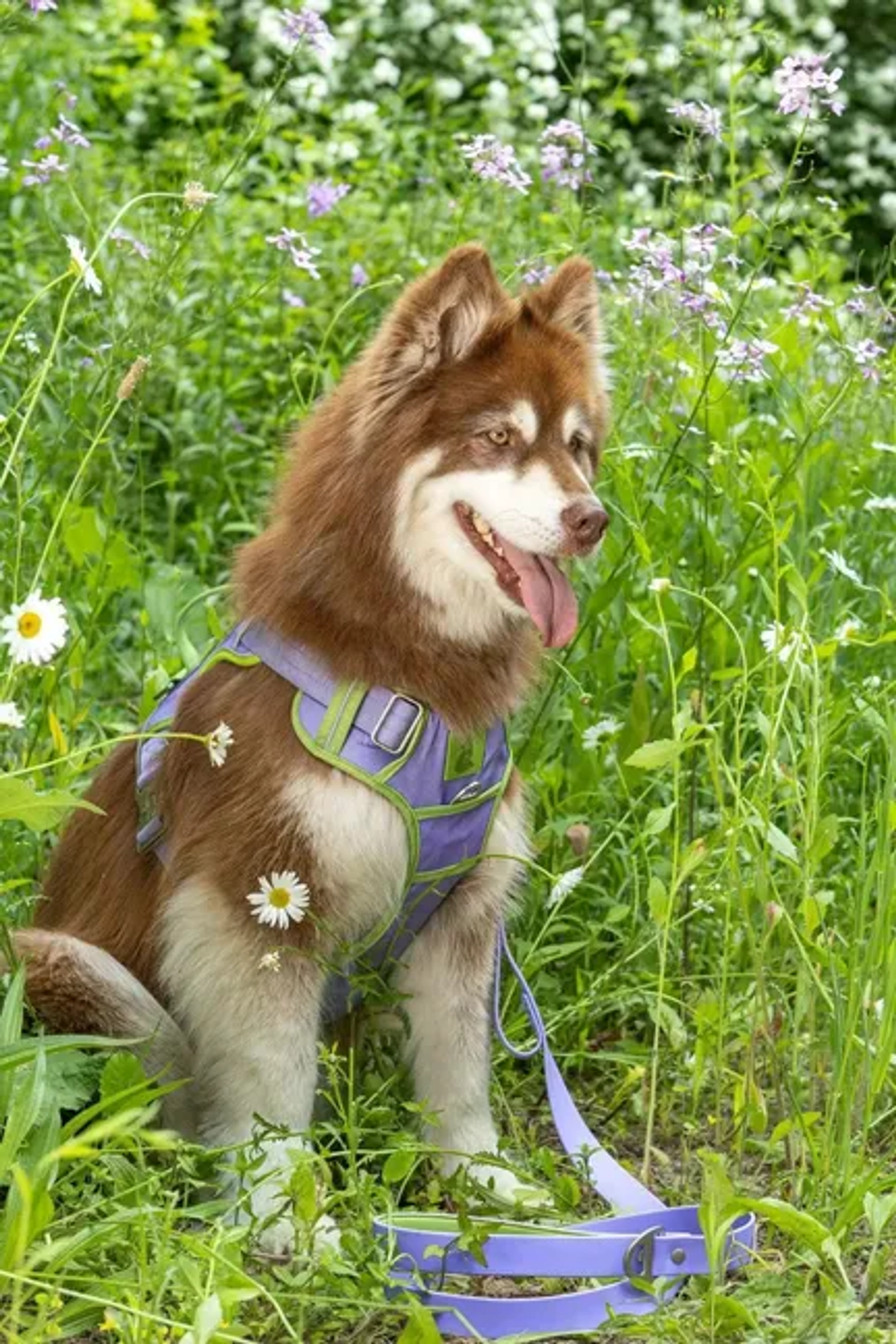 Lavender Garden Ultimate Dog Harness Image 1