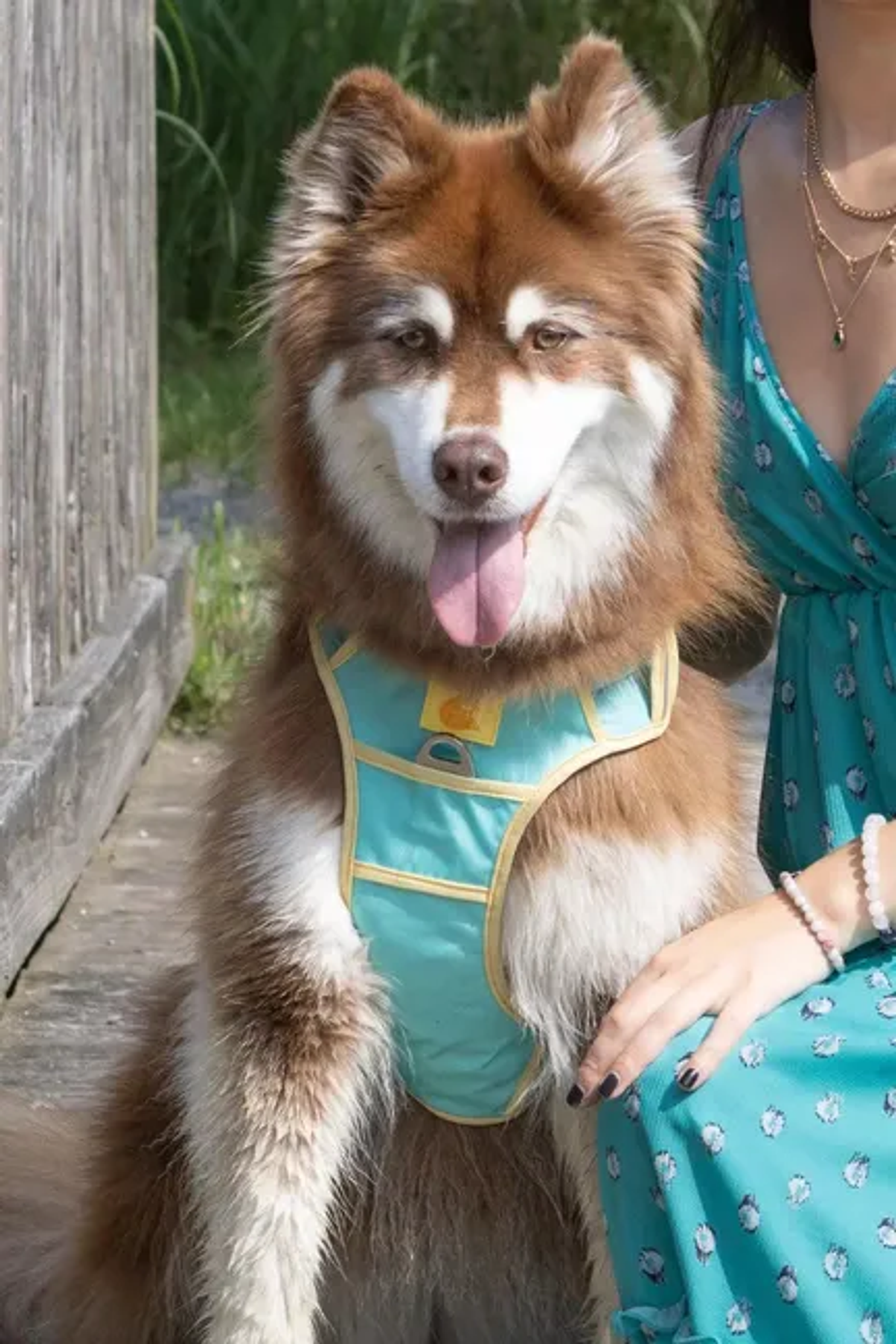Island Vibes Ultimate Dog Harness Image 1
