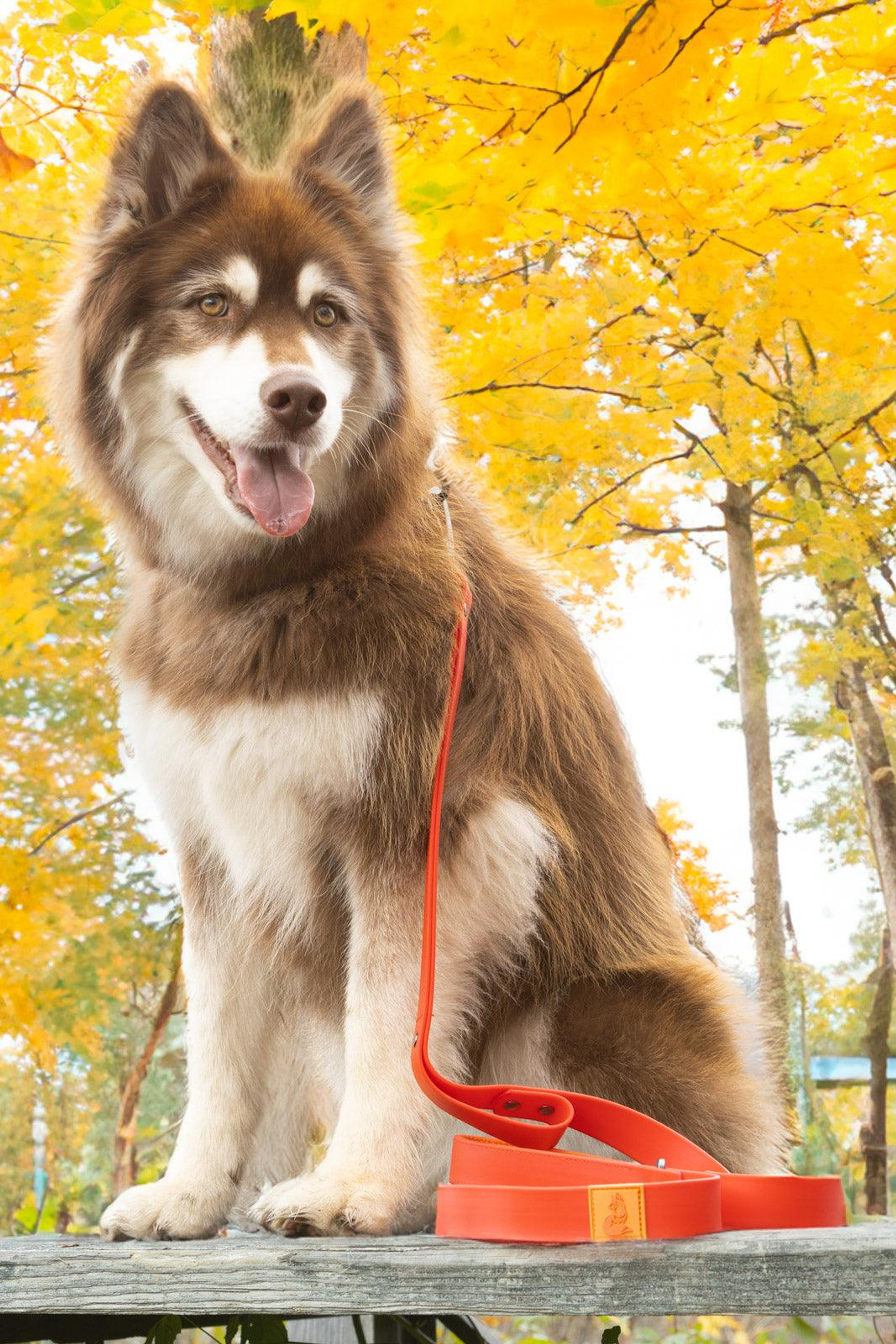 Scarlet Peaks Waterproof Leash Image 1
