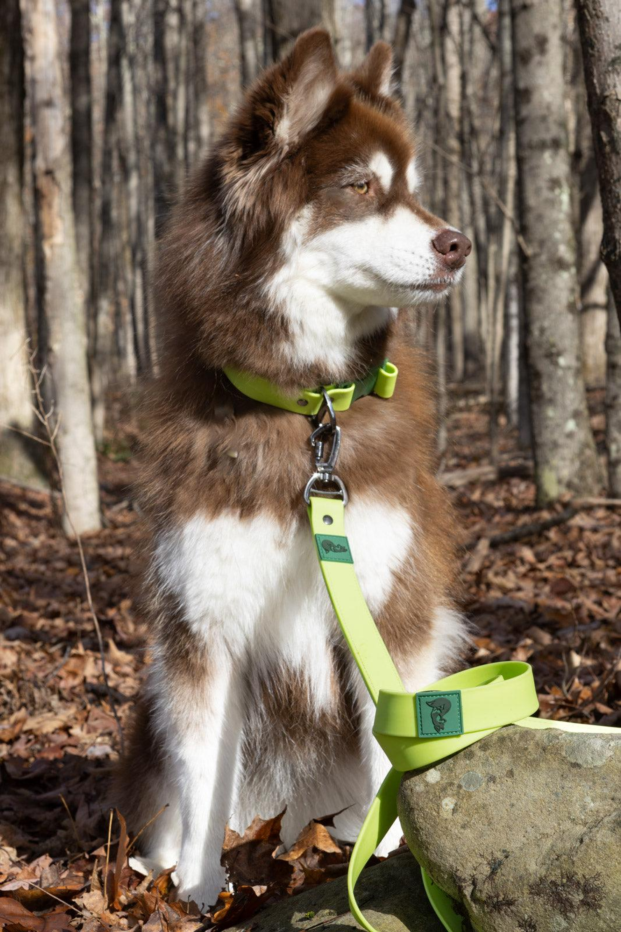 Mossy Pine Waterproof Leash Image 1