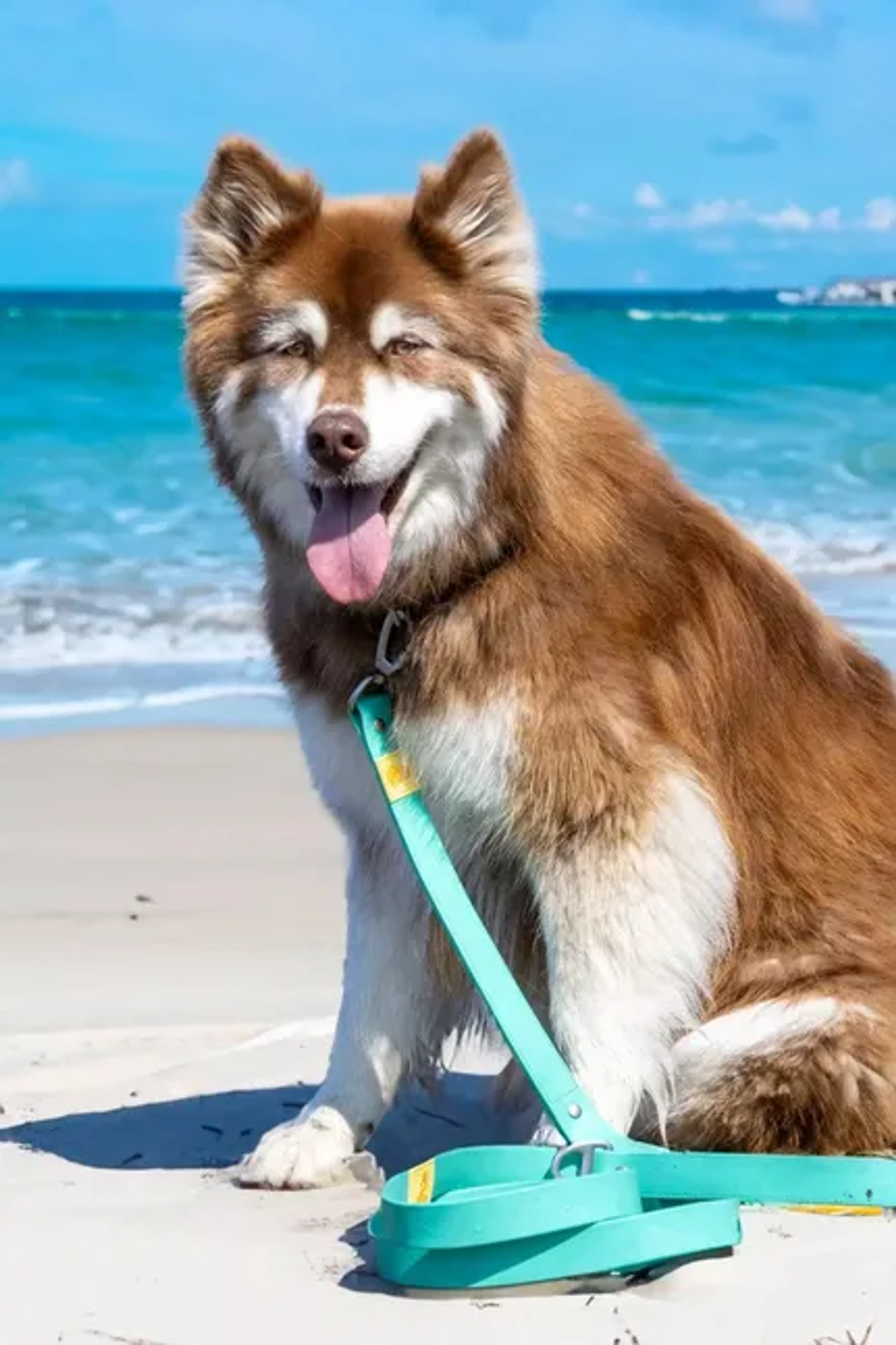 Island Vibes Waterproof Dog Leash Image 1