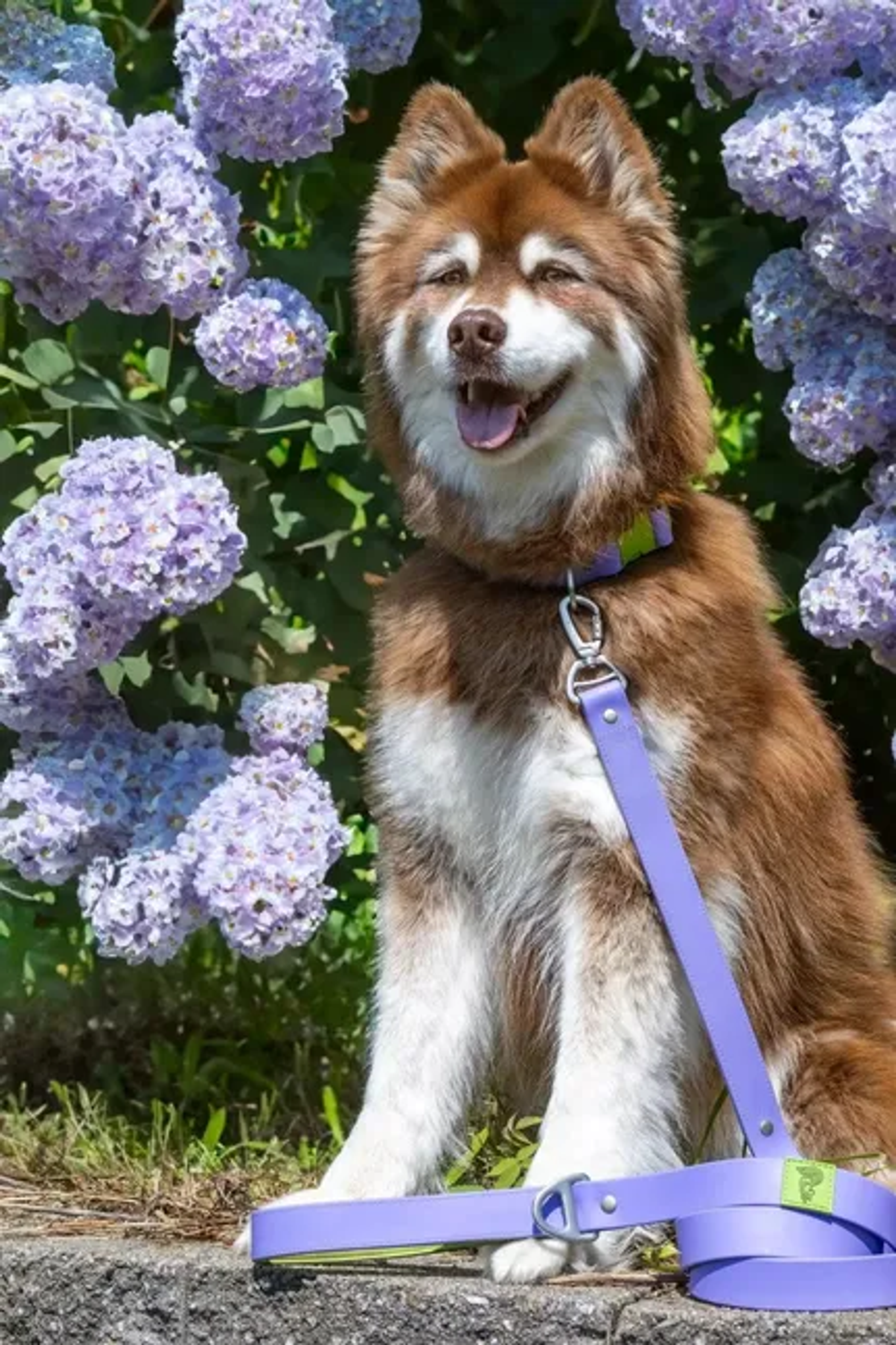 Lavender Garden Waterproof Dog Leash Image 1