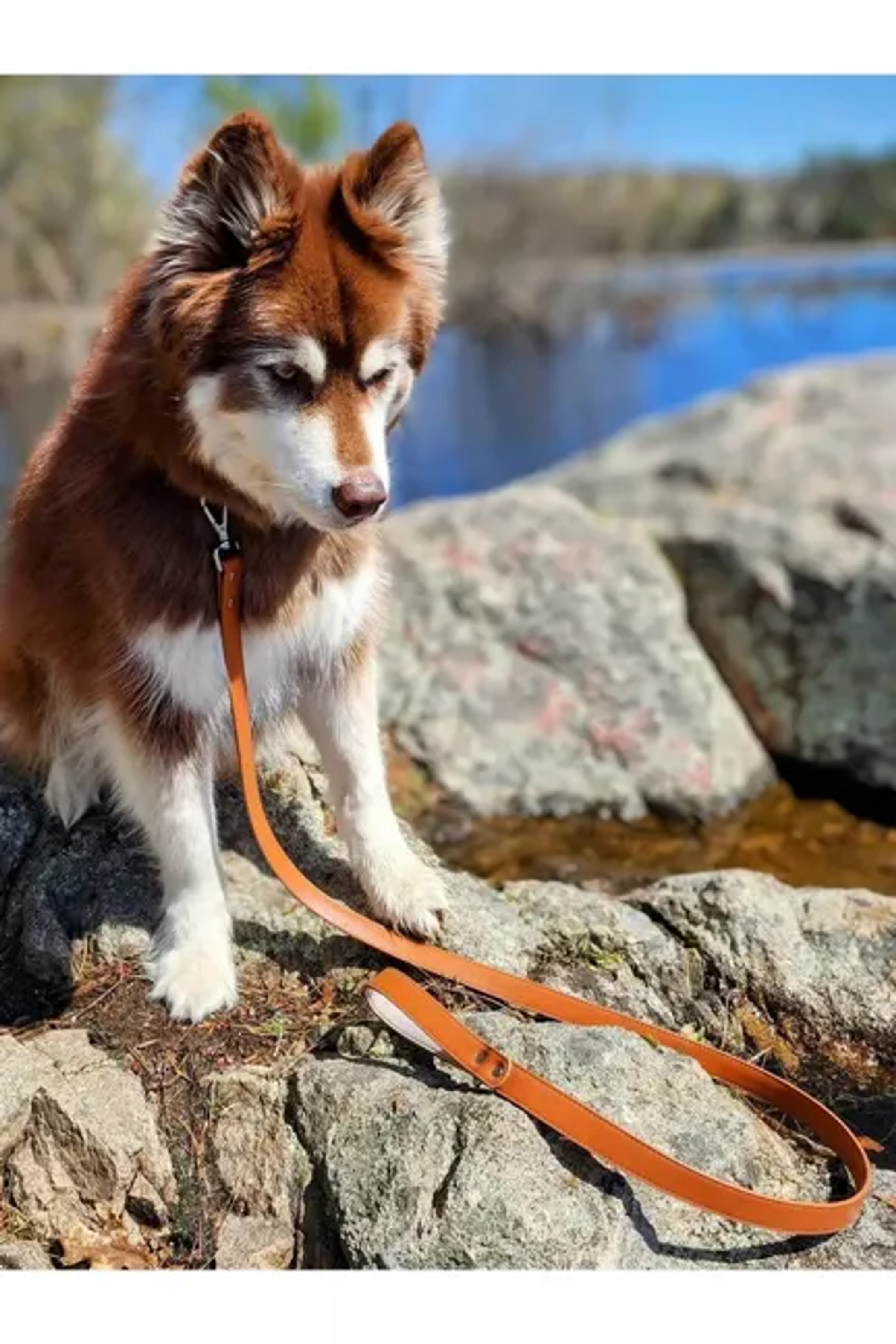 Sierra Sunrise Vegan Leather Dog Leash Image 1