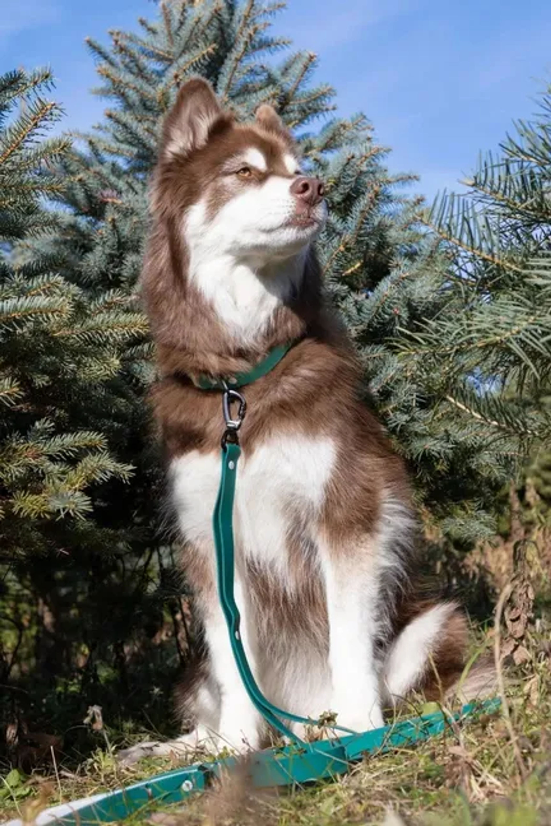 Siberian Spruce Waterproof Dog Leash Image 1