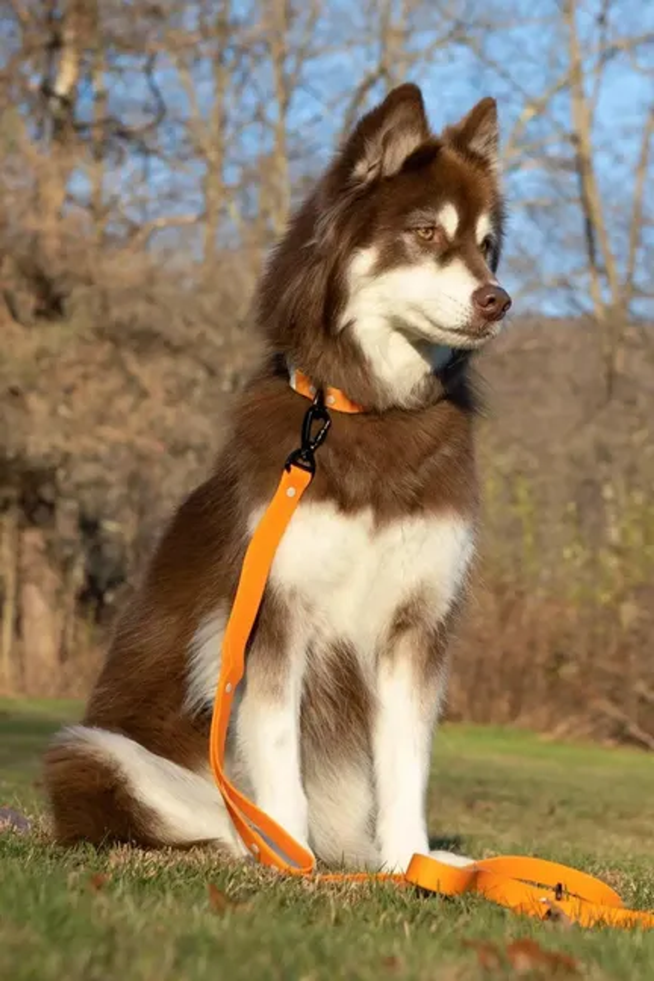 Crimson Glow Waterproof Dog Leash Image 1