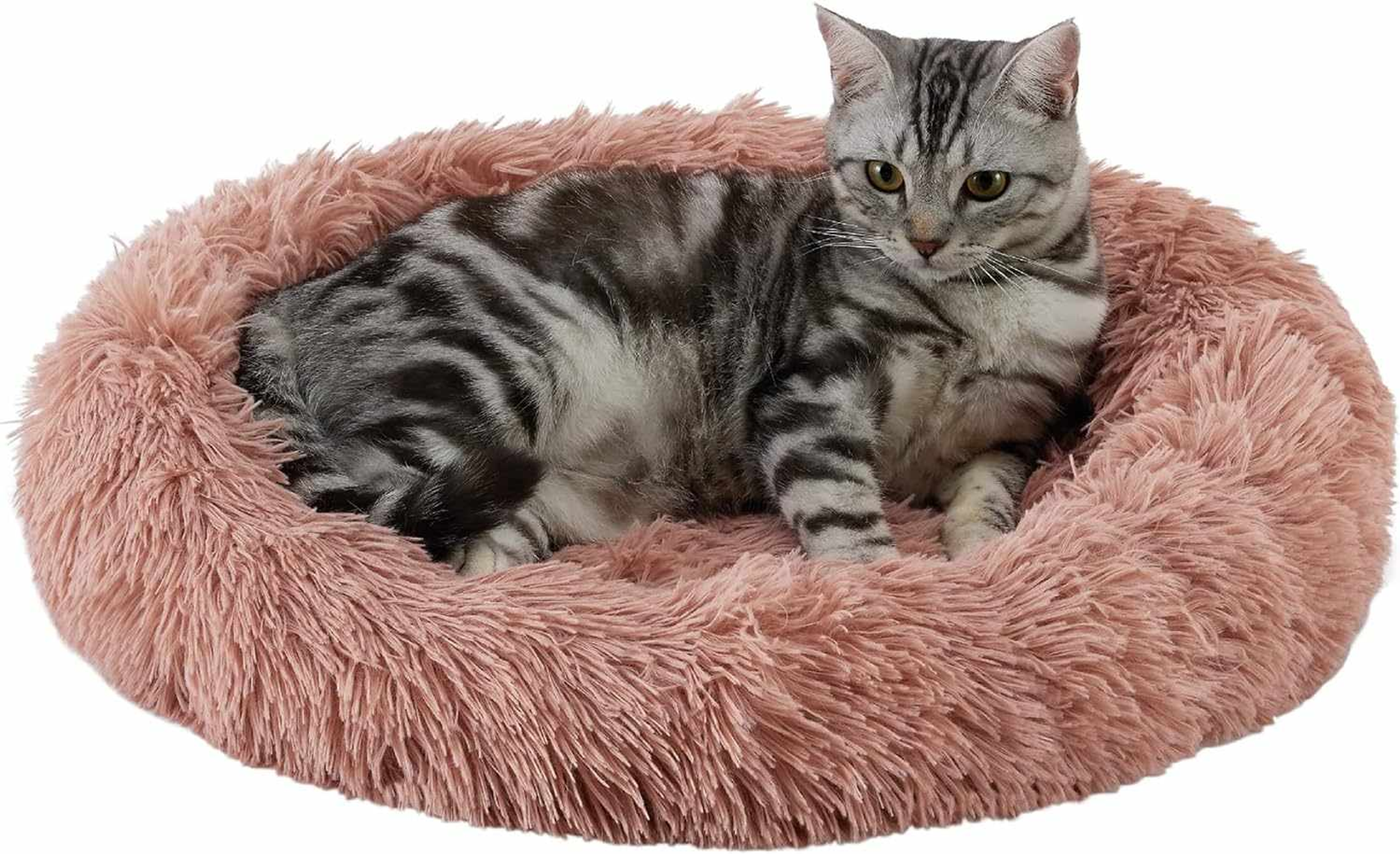 Best Friends by Sheri Cat Donut Bed Image 1