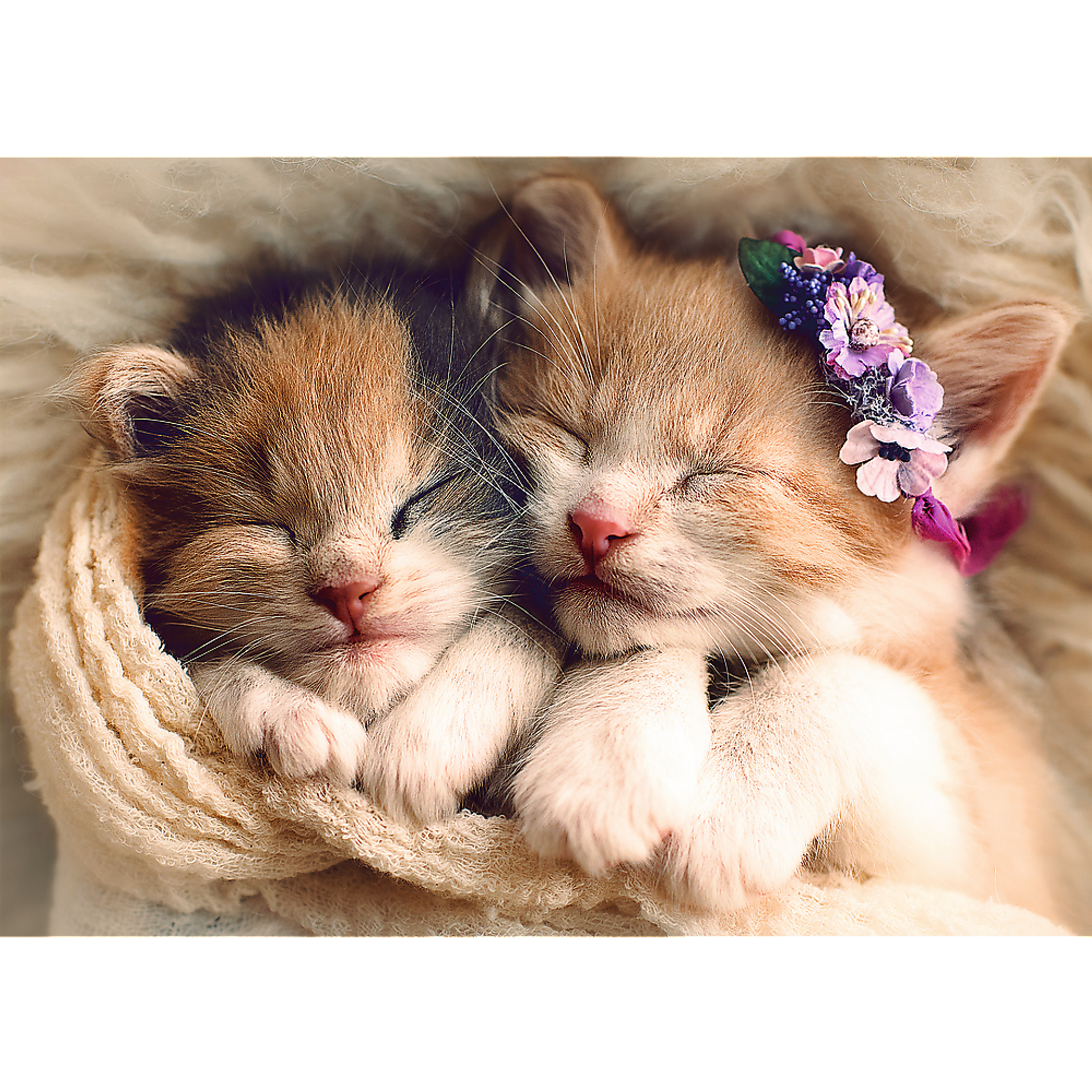 Jigsaw Puzzle 500 Piece Charming Sleeping Little Kittens Blue Cardboard 15.59 x 10.47 x 1.73 inches 1.27 lbs Assembled Size 18.90 x 13.39 inches